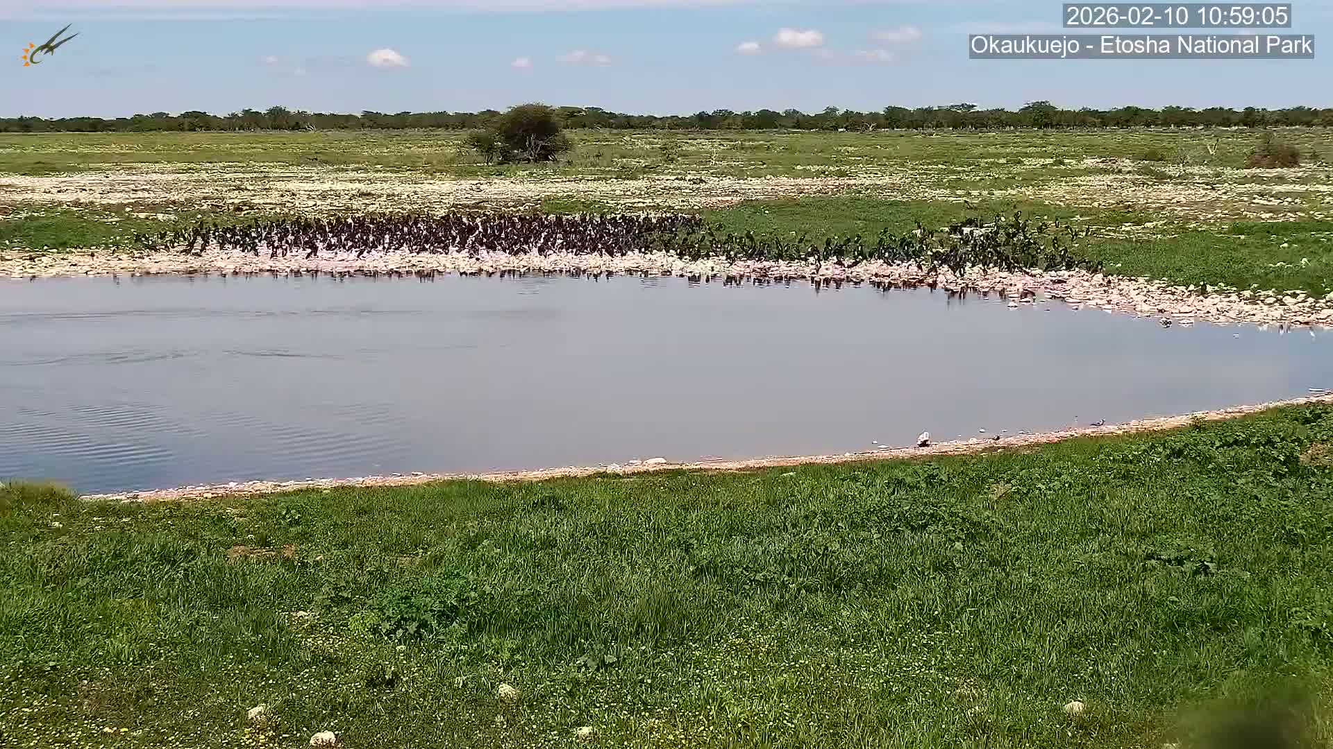 Wild Animal Life  in Okaukuejo Waterhole in Etosha National Park  -  Oshakati, Oshana, Namibia