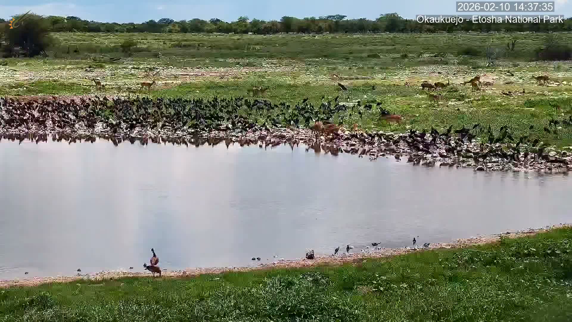 Wild Animal Life  in Okaukuejo Waterhole in Etosha National Park  -  Oshakati, Oshana, Namibia