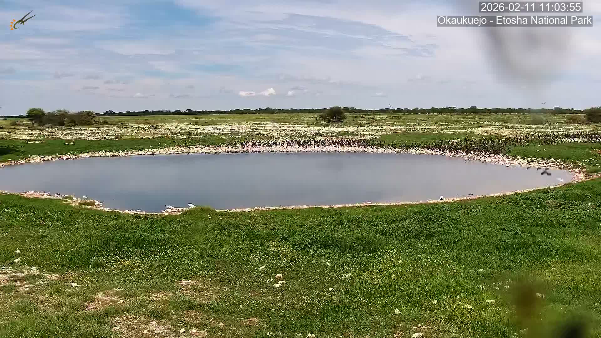 Wild Animal Life  in Okaukuejo Waterhole in Etosha National Park  -  Oshakati, Oshana, Namibia