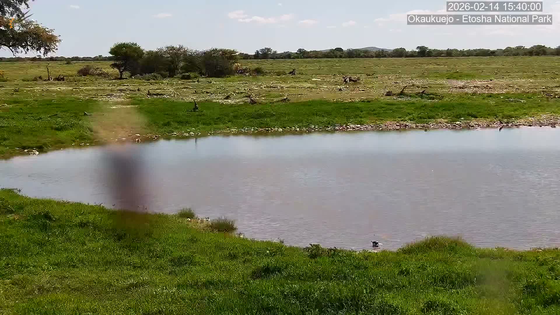 Wild Animal Life  in Okaukuejo Waterhole in Etosha National Park  -  Oshakati, Oshana, Namibia