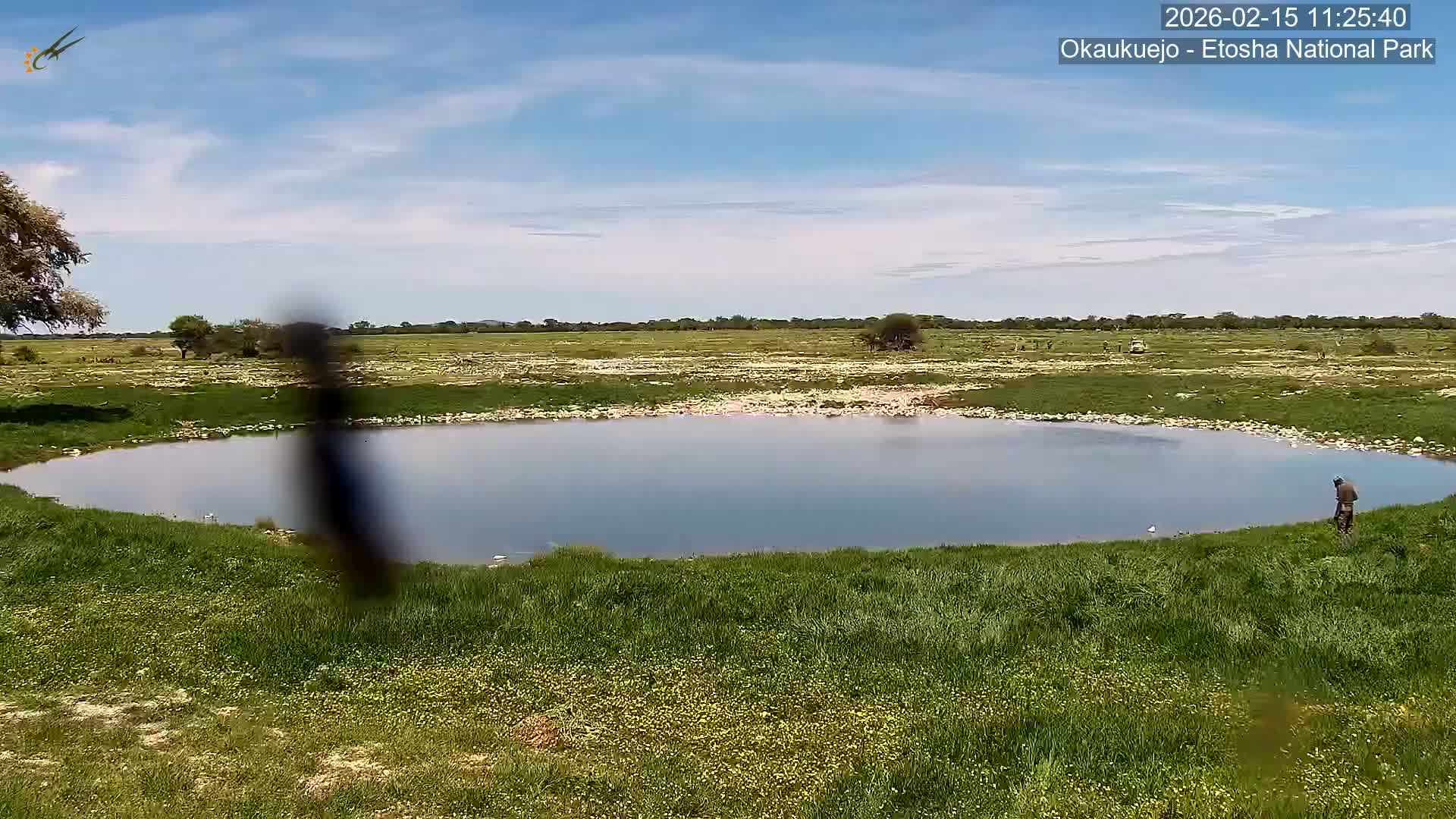 Wild Animal Life  in Okaukuejo Waterhole in Etosha National Park  -  Oshakati, Oshana, Namibia