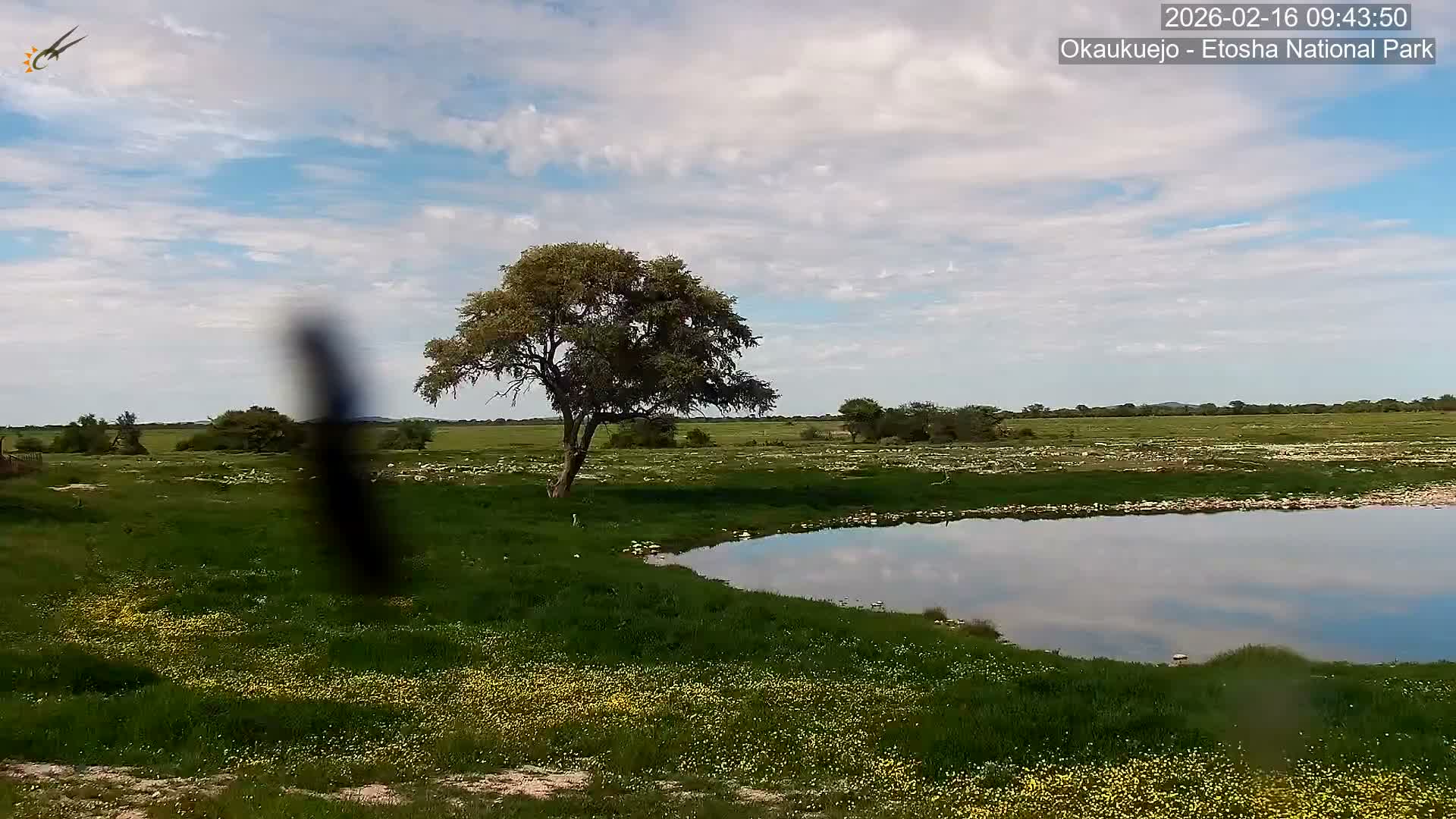 Wild Animal Life  in Okaukuejo Waterhole in Etosha National Park  -  Oshakati, Oshana, Namibia