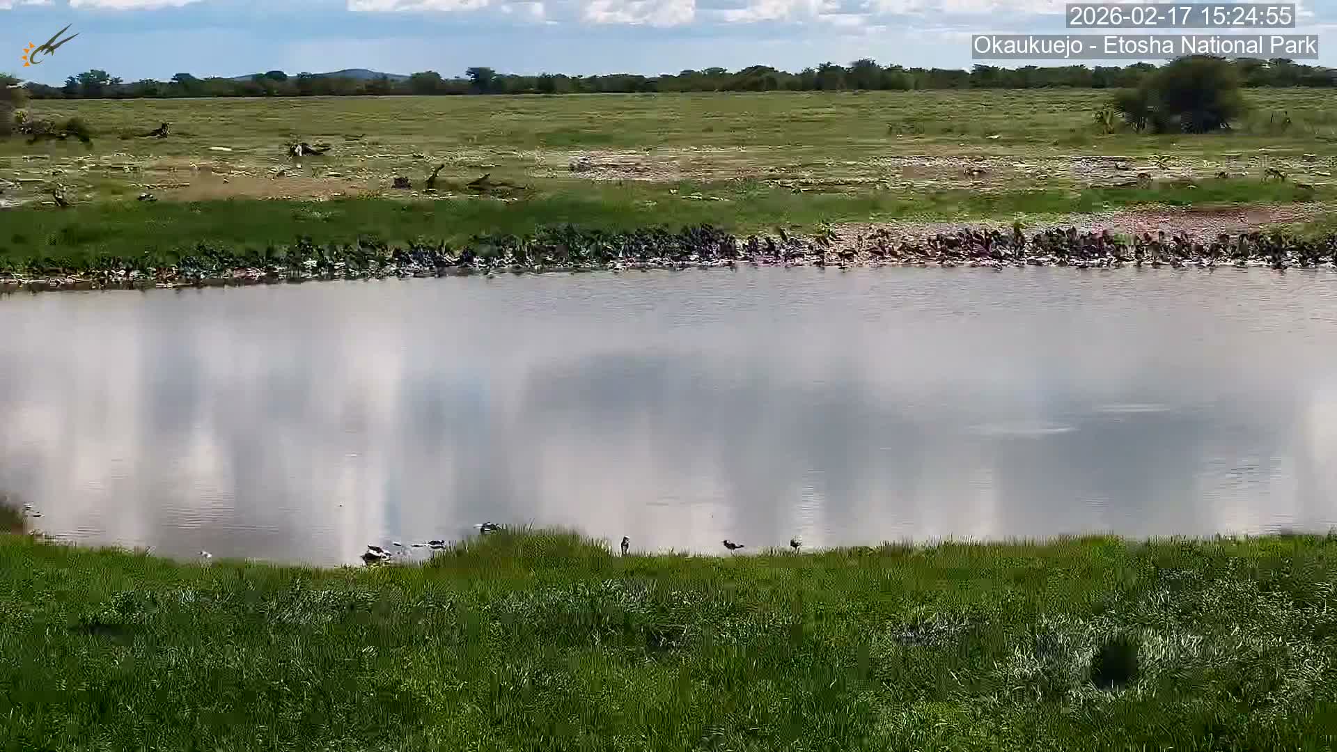 Wild Animal Life  in Okaukuejo Waterhole in Etosha National Park  -  Oshakati, Oshana, Namibia