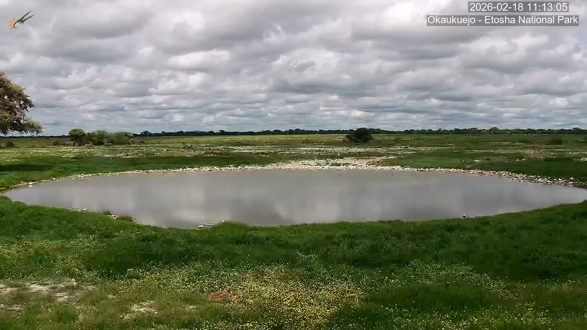Wild Animal Life  in Okaukuejo Waterhole in Etosha National Park  -  Oshakati, Oshana, Namibia