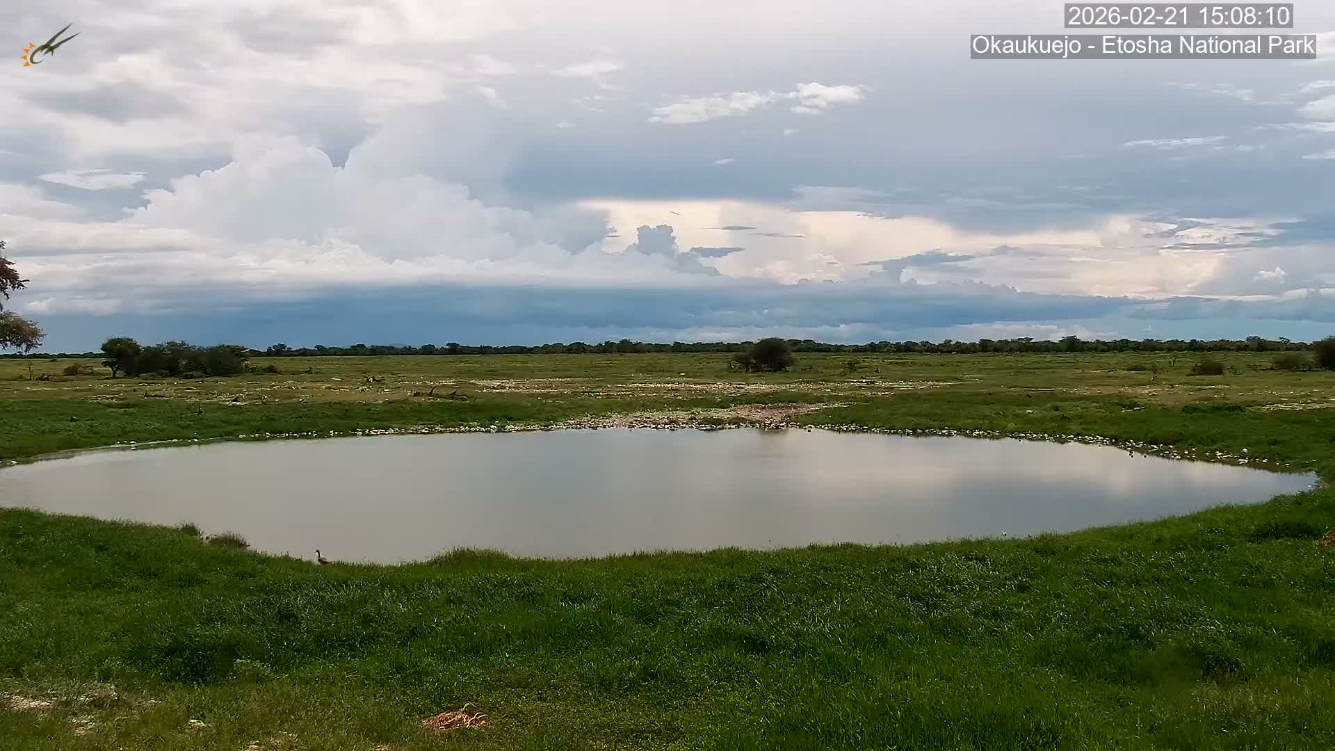 Wild Animal Life  in Okaukuejo Waterhole in Etosha National Park  -  Oshakati, Oshana, Namibia