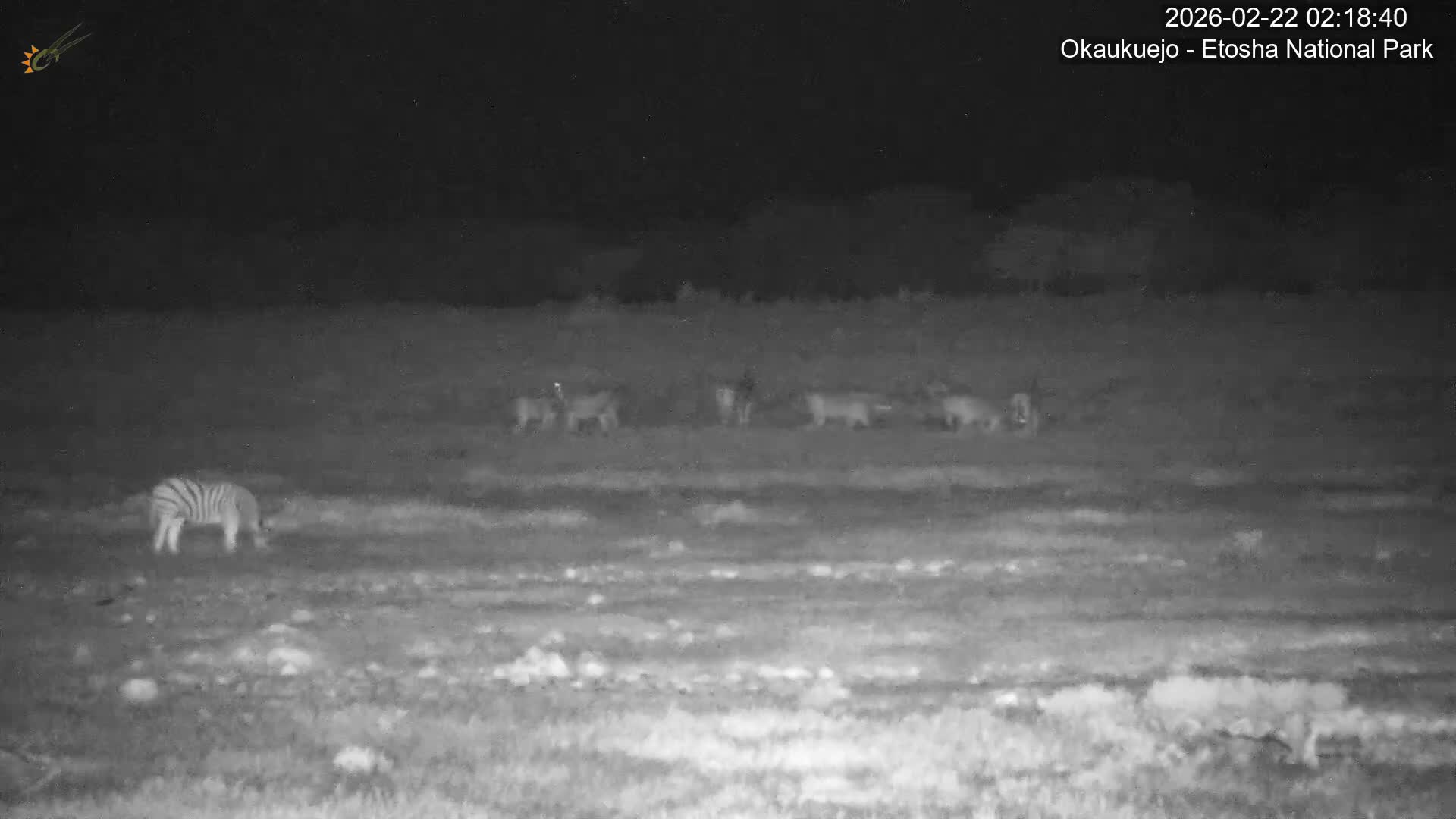 Wild Animal Life  in Okaukuejo Waterhole in Etosha National Park  -  Oshakati, Oshana, Namibia