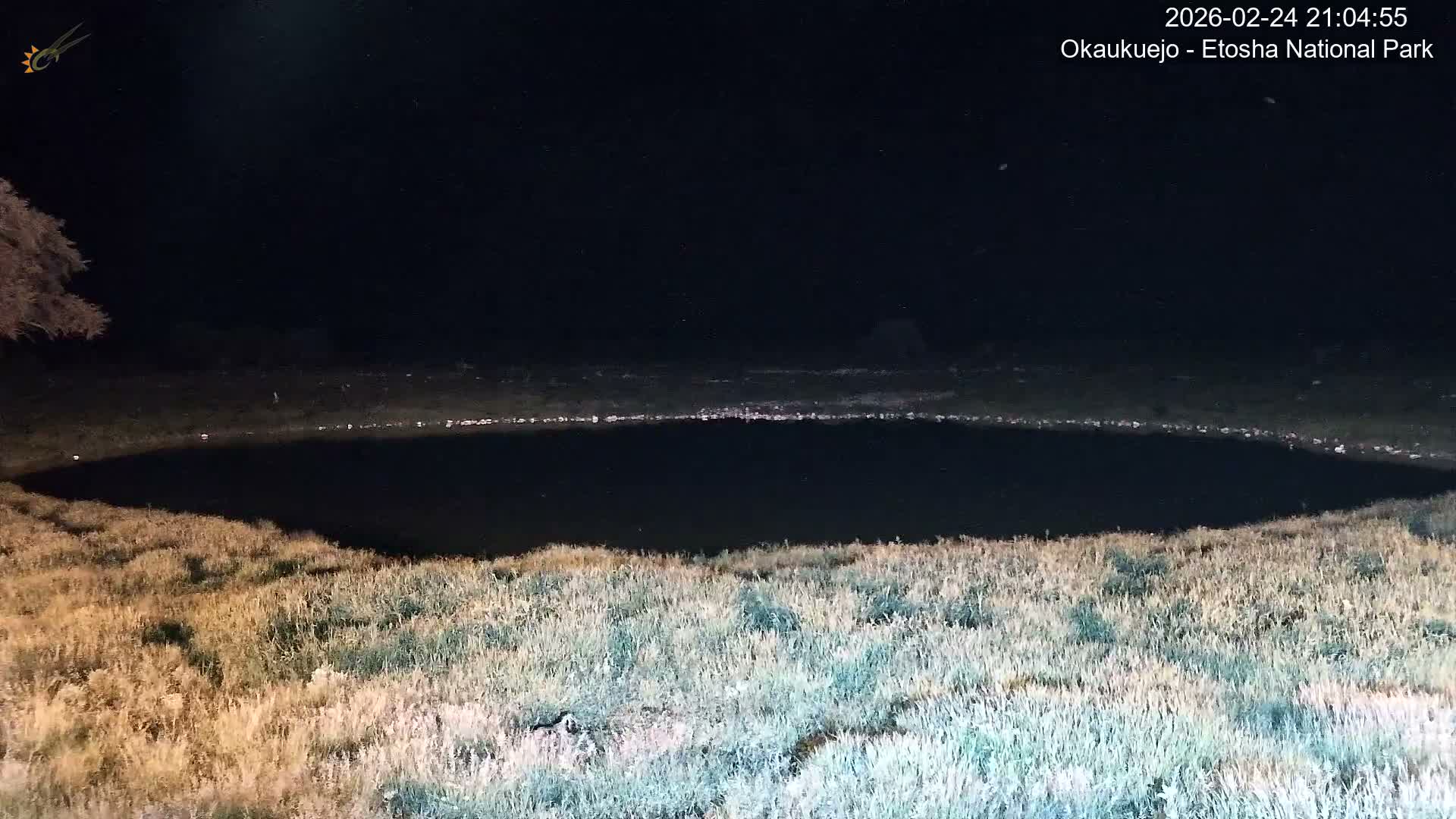 Wild Animal Life  in Okaukuejo Waterhole in Etosha National Park  -  Oshakati, Oshana, Namibia