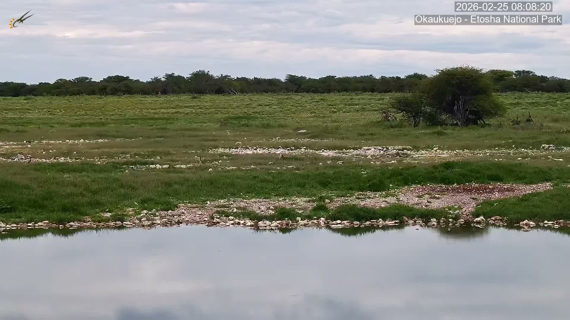 Wild Animal Life  in Okaukuejo Waterhole in Etosha National Park  -  Oshakati, Oshana, Namibia
