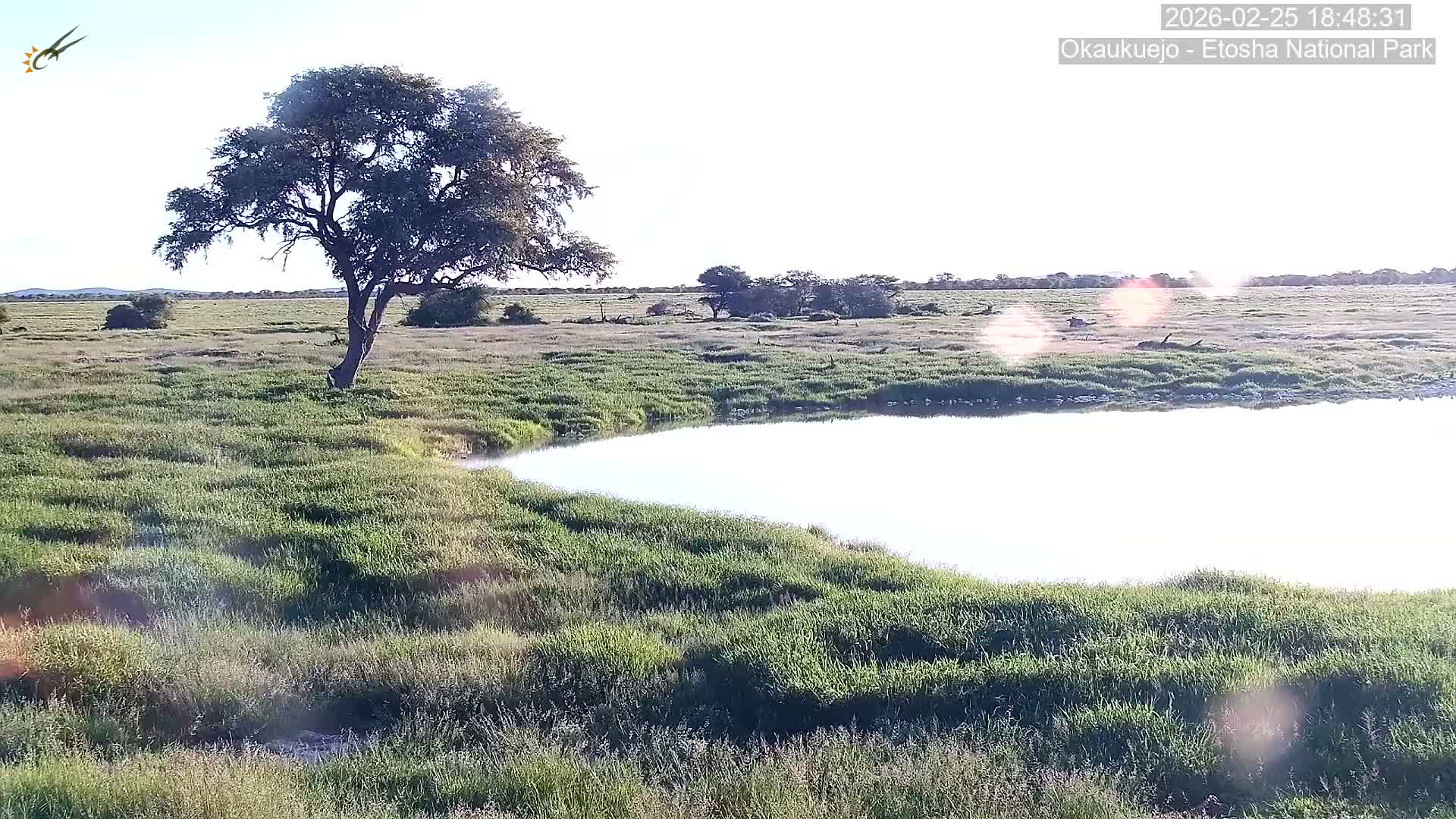 Wild Animal Life  in Okaukuejo Waterhole in Etosha National Park  -  Oshakati, Oshana, Namibia