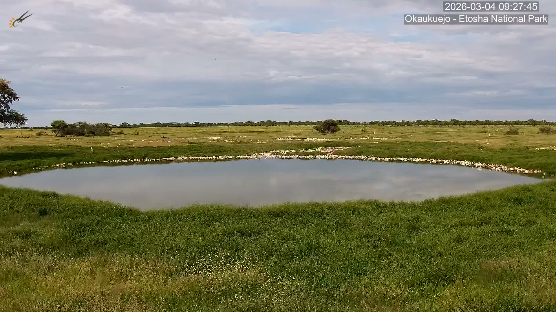 Wild Animal Life  in Okaukuejo Waterhole in Etosha National Park  -  Oshakati, Oshana, Namibia