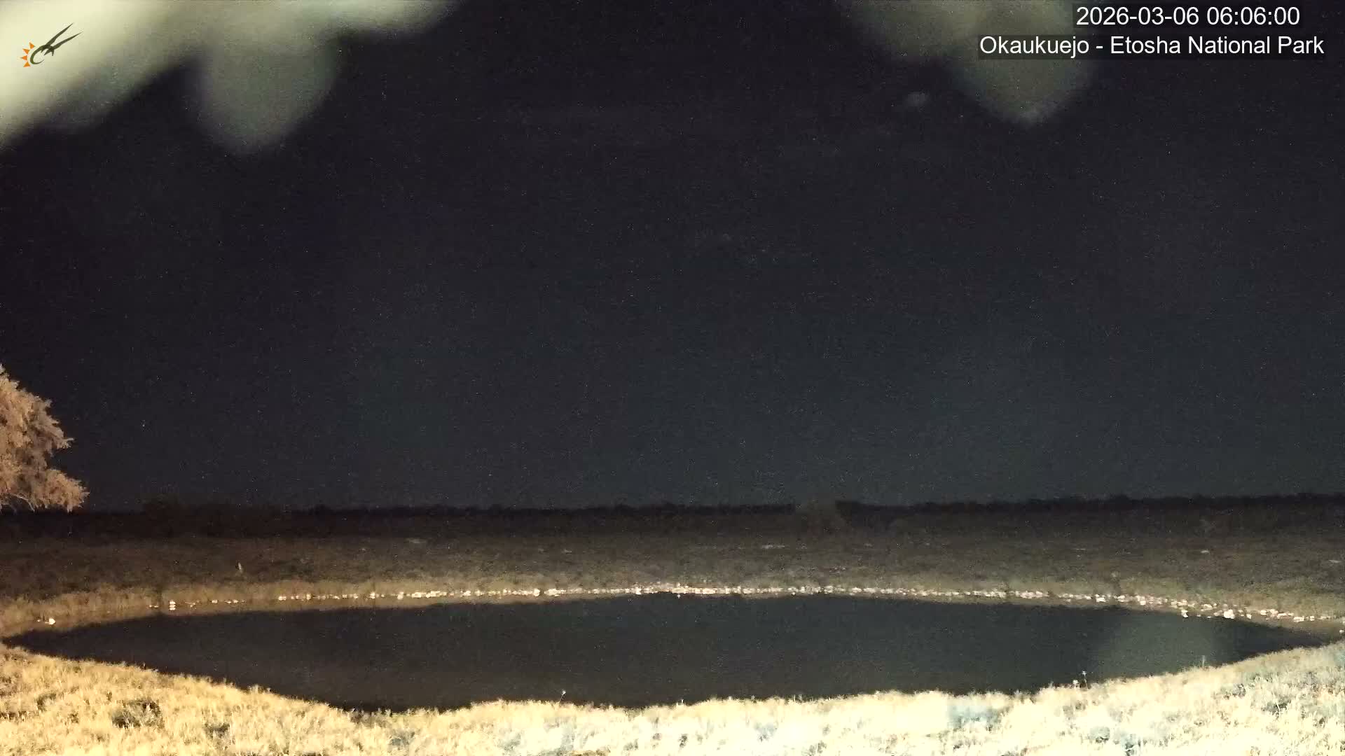 Wild Animal Life  in Okaukuejo Waterhole in Etosha National Park  -  Oshakati, Oshana, Namibia