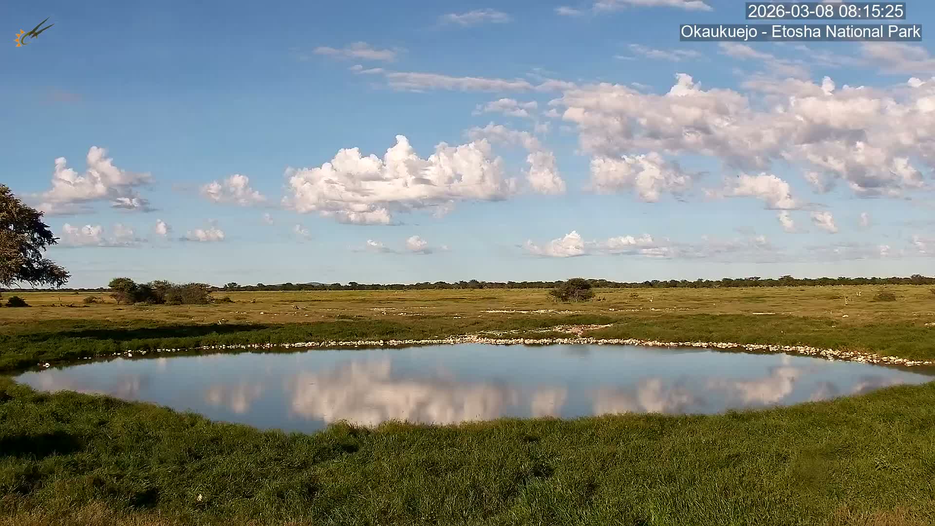 Wild Animal Life  in Okaukuejo Waterhole in Etosha National Park  -  Oshakati, Oshana, Namibia