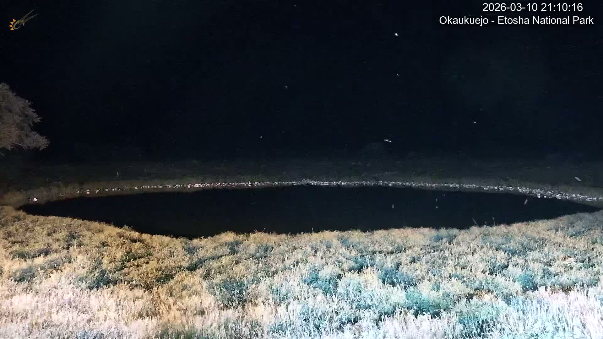 Wild Animal Life  in Okaukuejo Waterhole in Etosha National Park  -  Oshakati, Oshana, Namibia