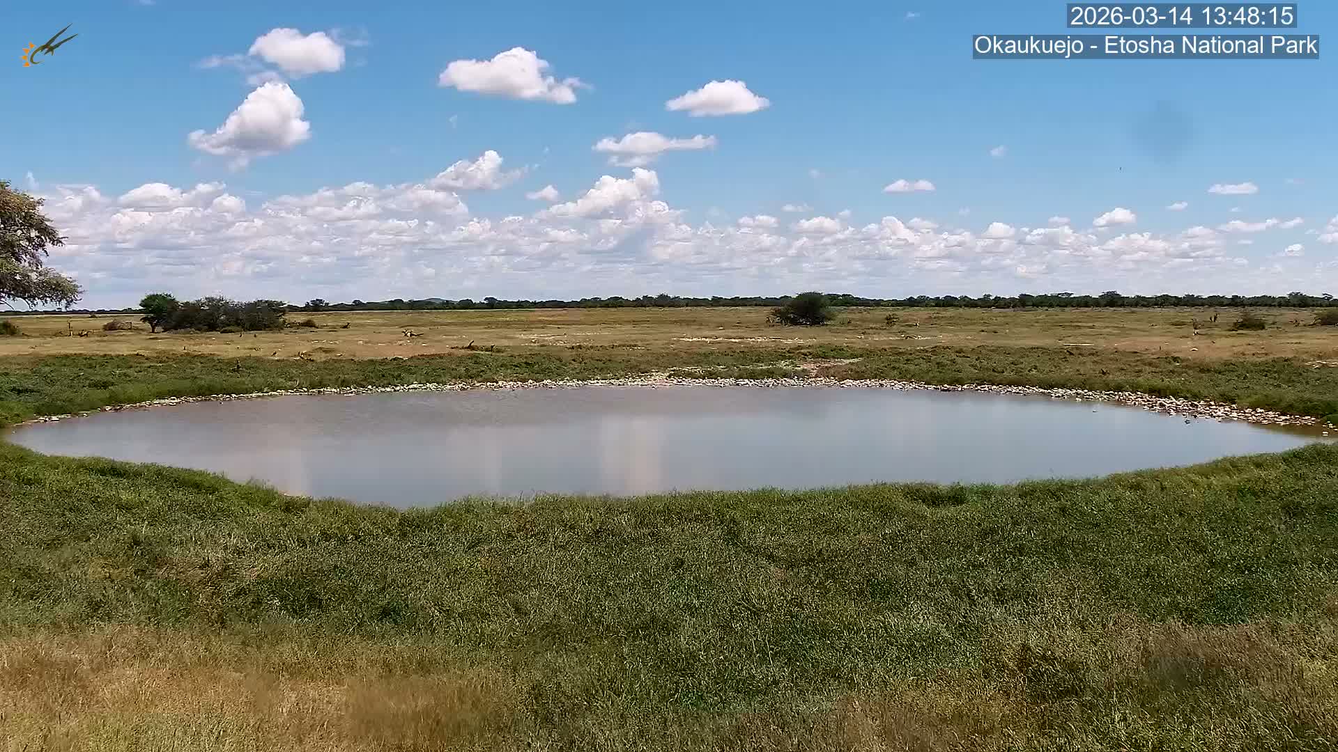 Wild Animal Life  in Okaukuejo Waterhole in Etosha National Park  -  Oshakati, Oshana, Namibia
