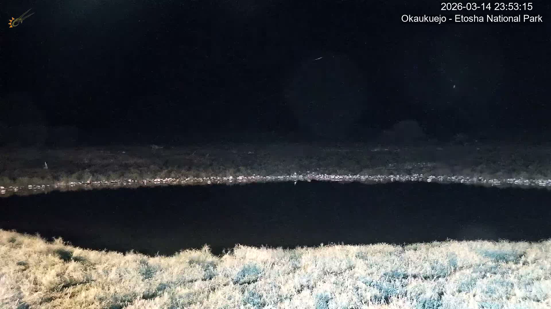 Wild Animal Life  in Okaukuejo Waterhole in Etosha National Park  -  Oshakati, Oshana, Namibia