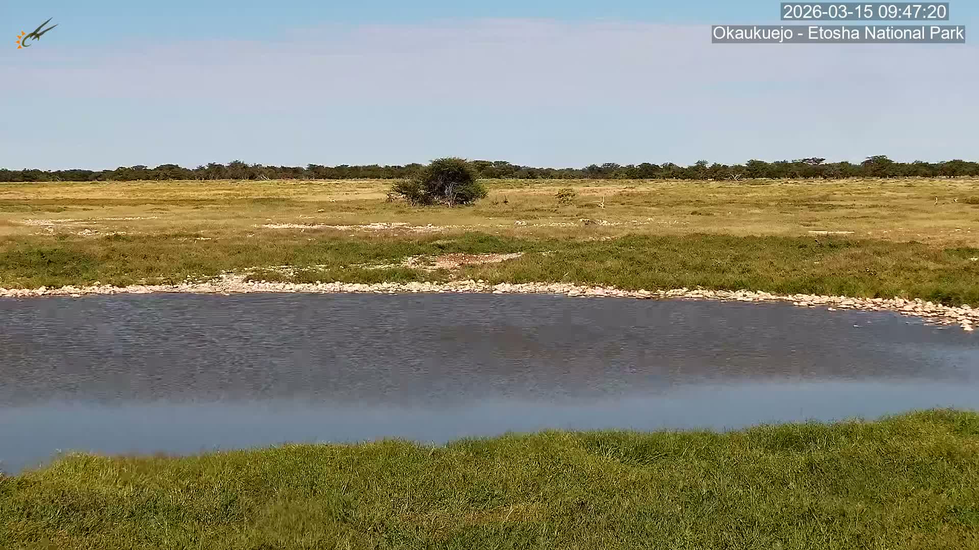 Wild Animal Life  in Okaukuejo Waterhole in Etosha National Park  -  Oshakati, Oshana, Namibia
