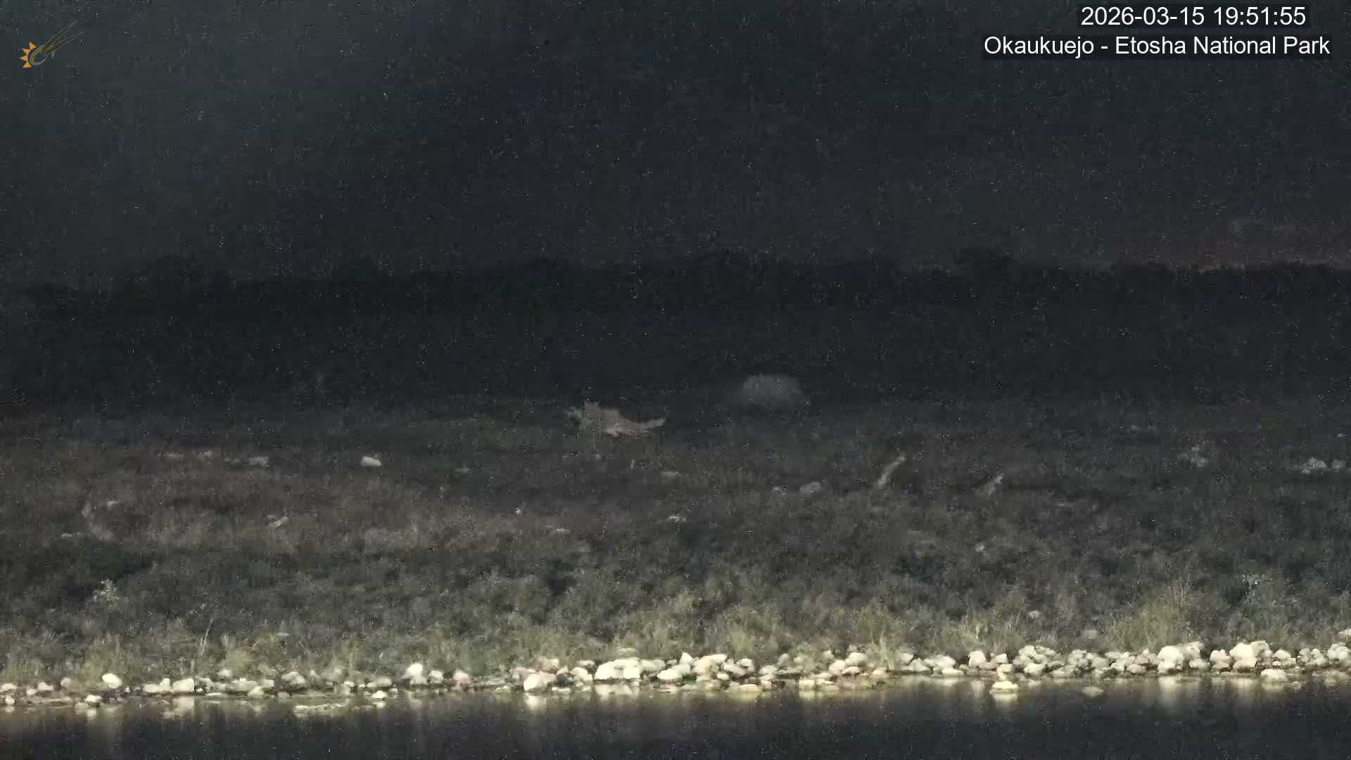 Wild Animal Life  in Okaukuejo Waterhole in Etosha National Park  -  Oshakati, Oshana, Namibia