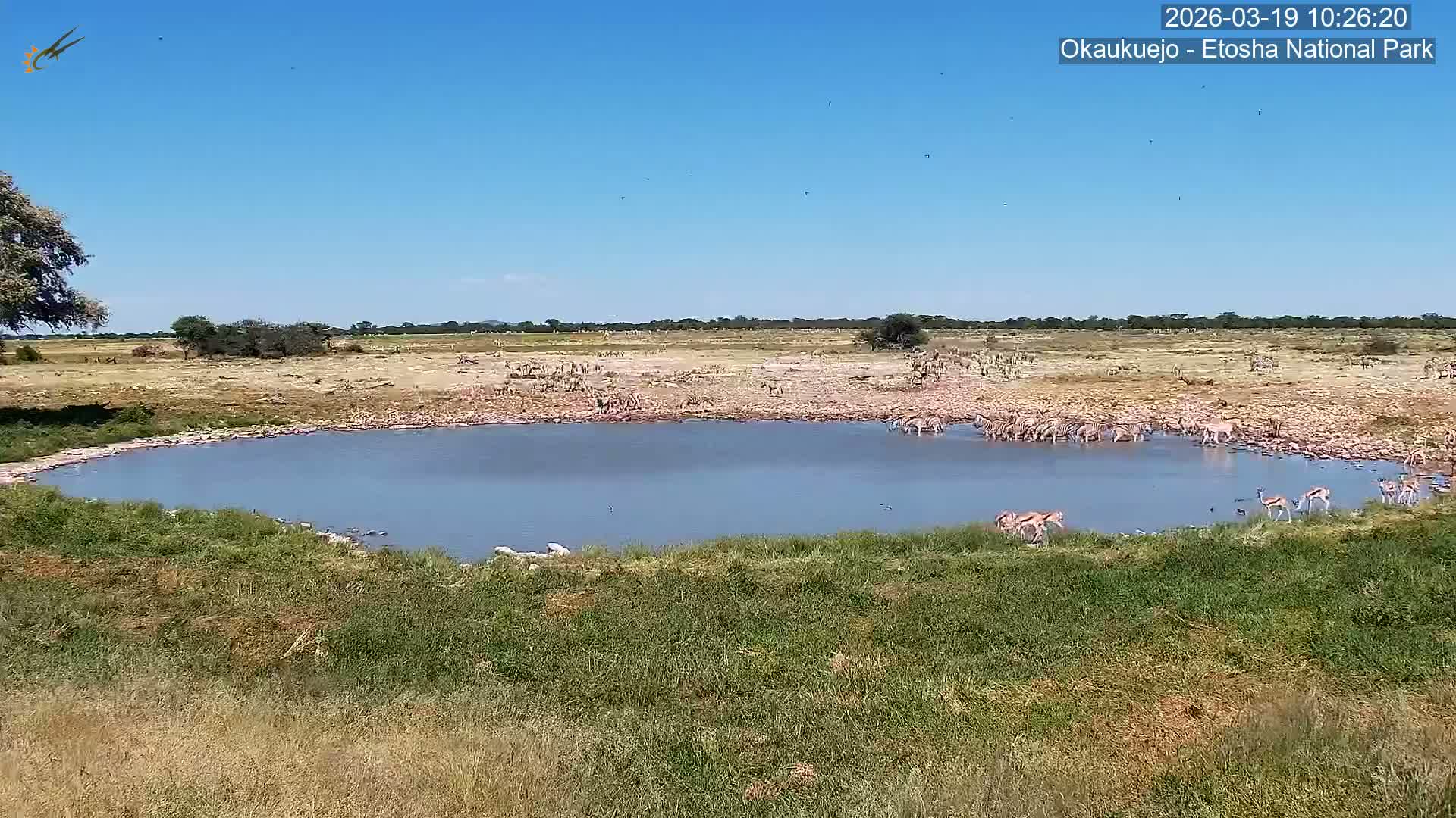 Wild Animal Life  in Okaukuejo Waterhole in Etosha National Park  -  Oshakati, Oshana, Namibia