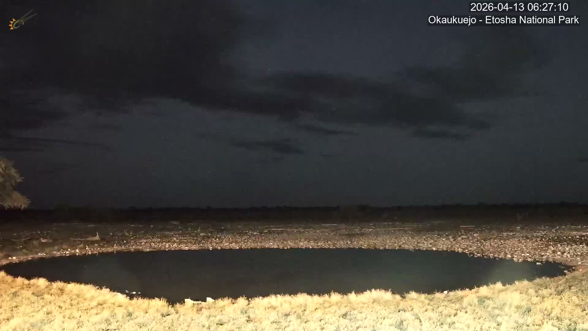 Wild Animal Life  in Okaukuejo Waterhole in Etosha National Park  -  Oshakati, Oshana, Namibia