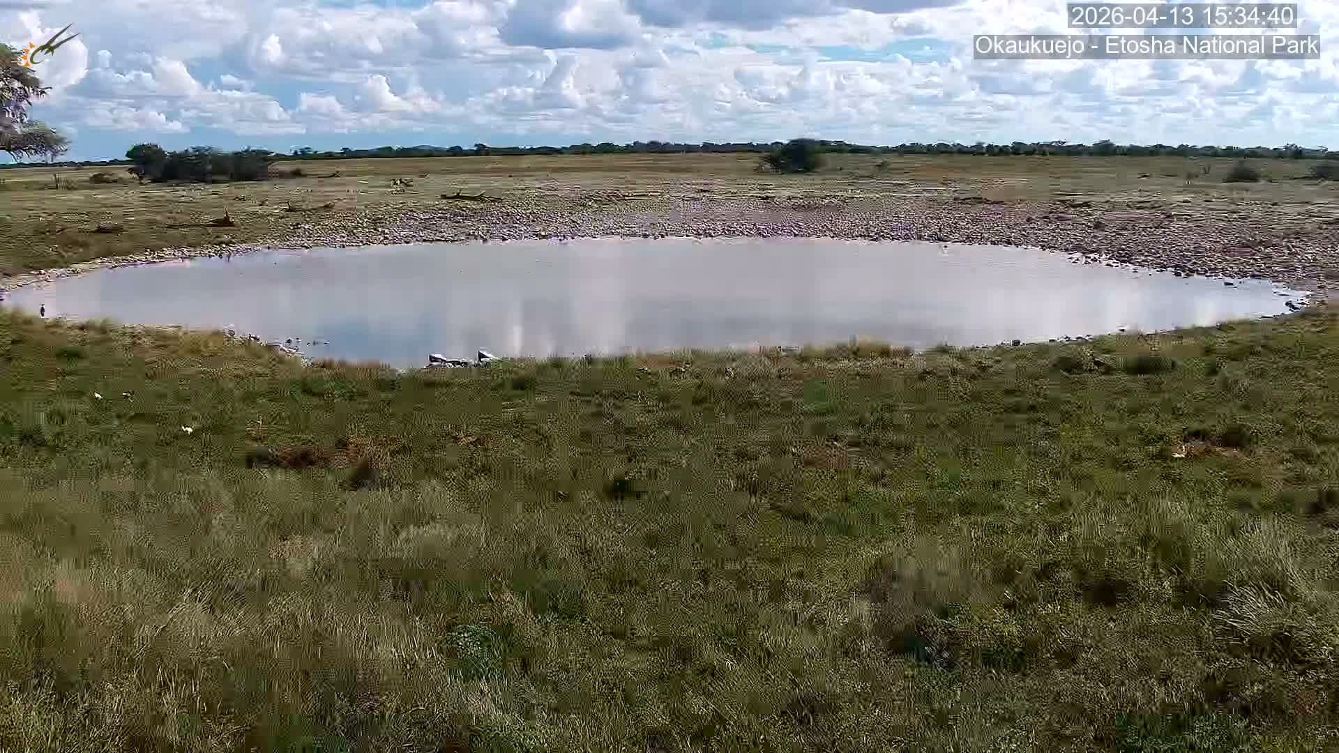 Numerous zebras gather around a natural waterhole in a vast, arid, and rocky landscape under a partly cloudy sky.