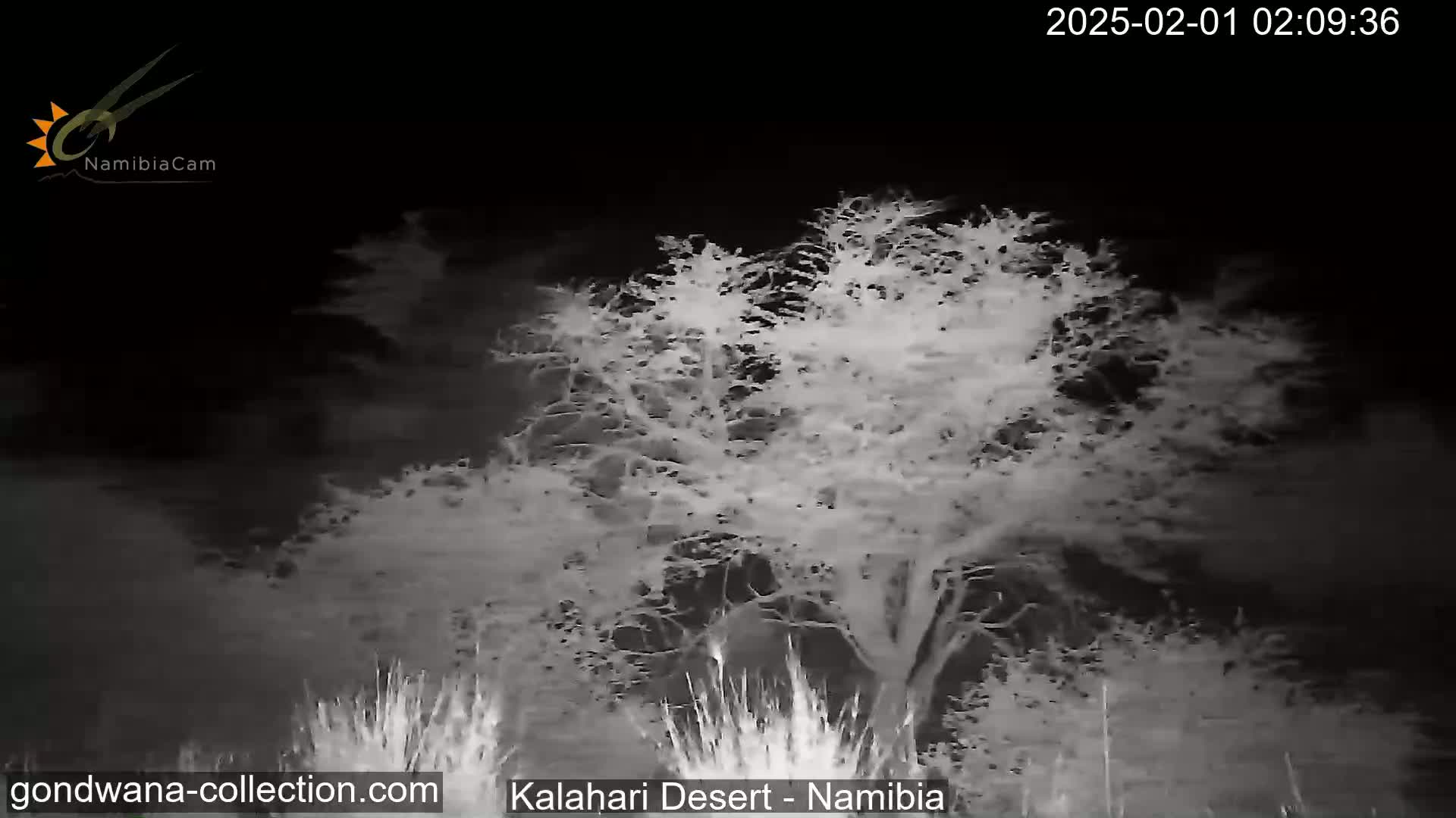 A nighttime, grayscale image shows several trees and shrubs under a dark sky.