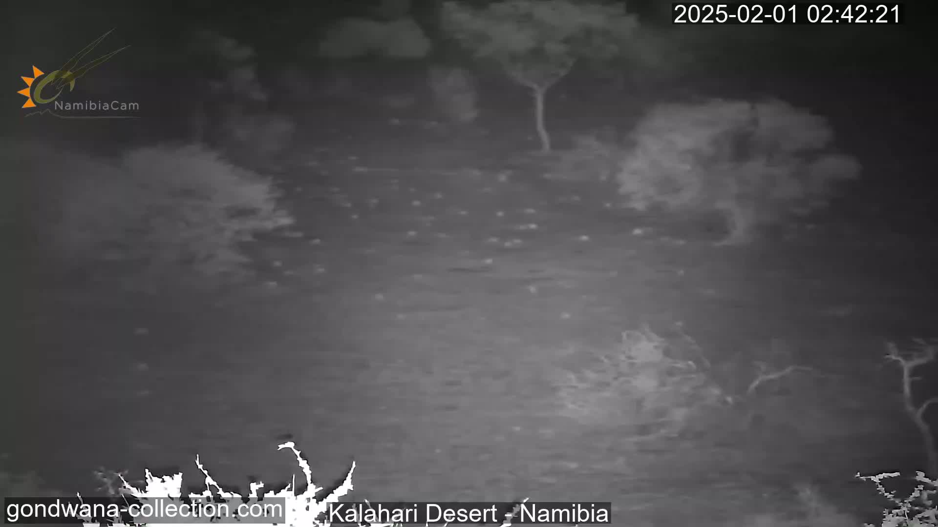 A nighttime, low-light image shows a sparsely vegetated area with scattered shrubs and small trees under a dark sky.