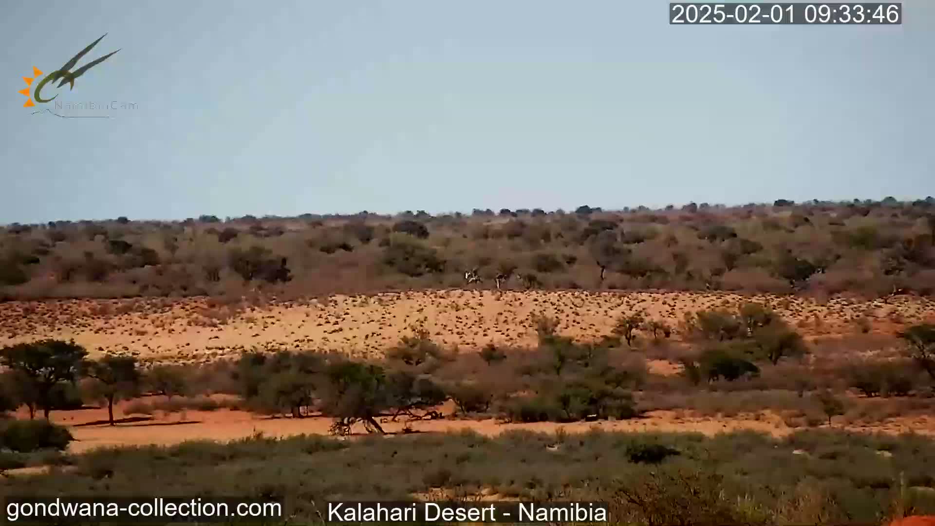 Natural Life in the Kalahari Desert (Gondwana Kalahari Park)  Live Cam - Mariental, Hardap, Namibia