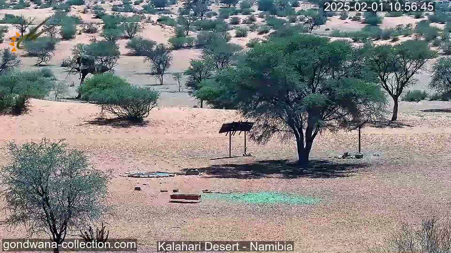 A sunny desert landscape shows sparse, low-lying vegetation, a large tree casting a shadow, and a small waterhole near a simple structure.