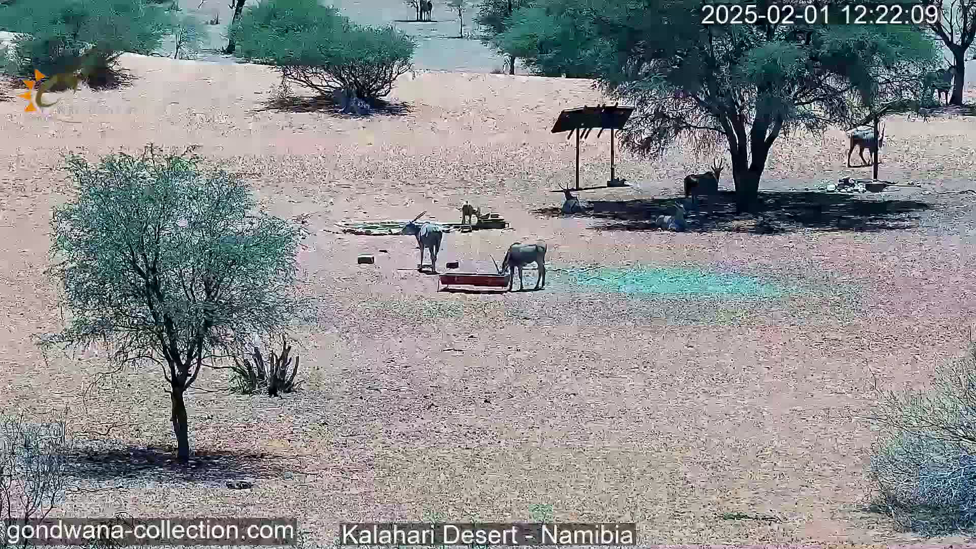 Several antelope are near a feeding trough in a sunny, sandy desert landscape with sparse vegetation and a shaded area under a tree.