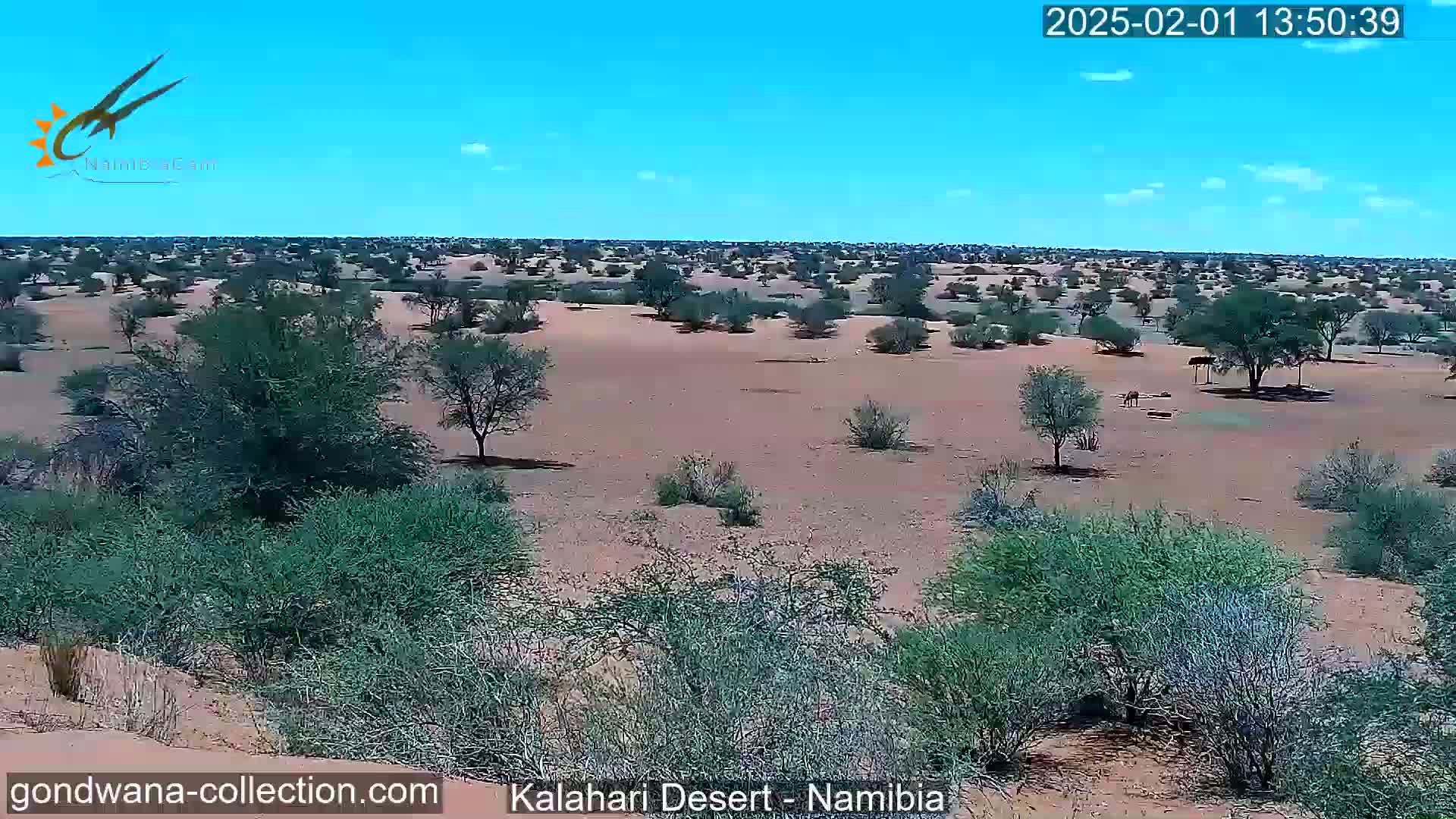 A vast, arid landscape under a clear blue sky shows sparse desert vegetation, including small shrubs and acacia-like trees, with a few animals visible in the distance.