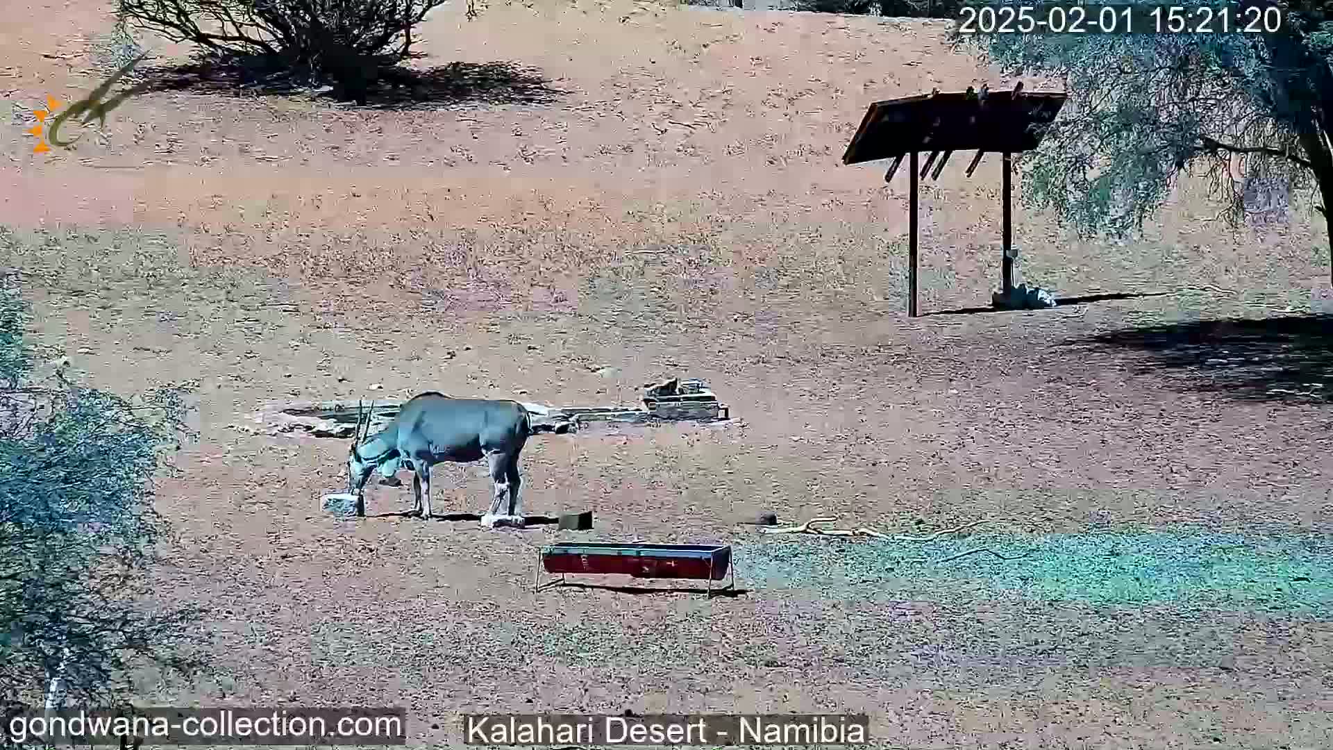 A large antelope eats near a water trough in a sunny, arid desert landscape.