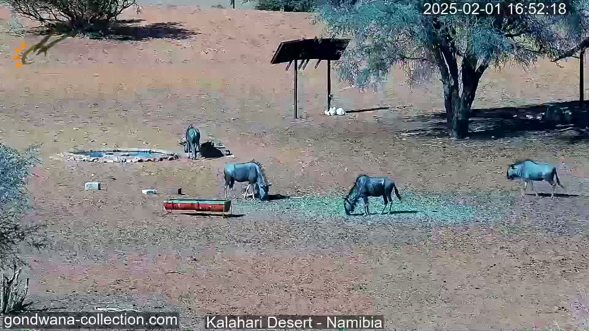 Four blue wildebeest are grazing near a waterhole and a feeding trough in a dry, sunny desert landscape.
