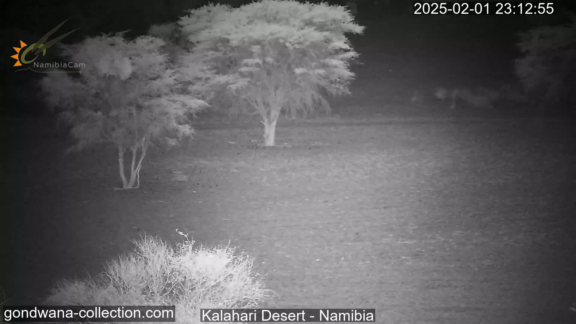 A nighttime, grayscale image shows a sparsely vegetated, flat landscape with two small trees under a dark sky.