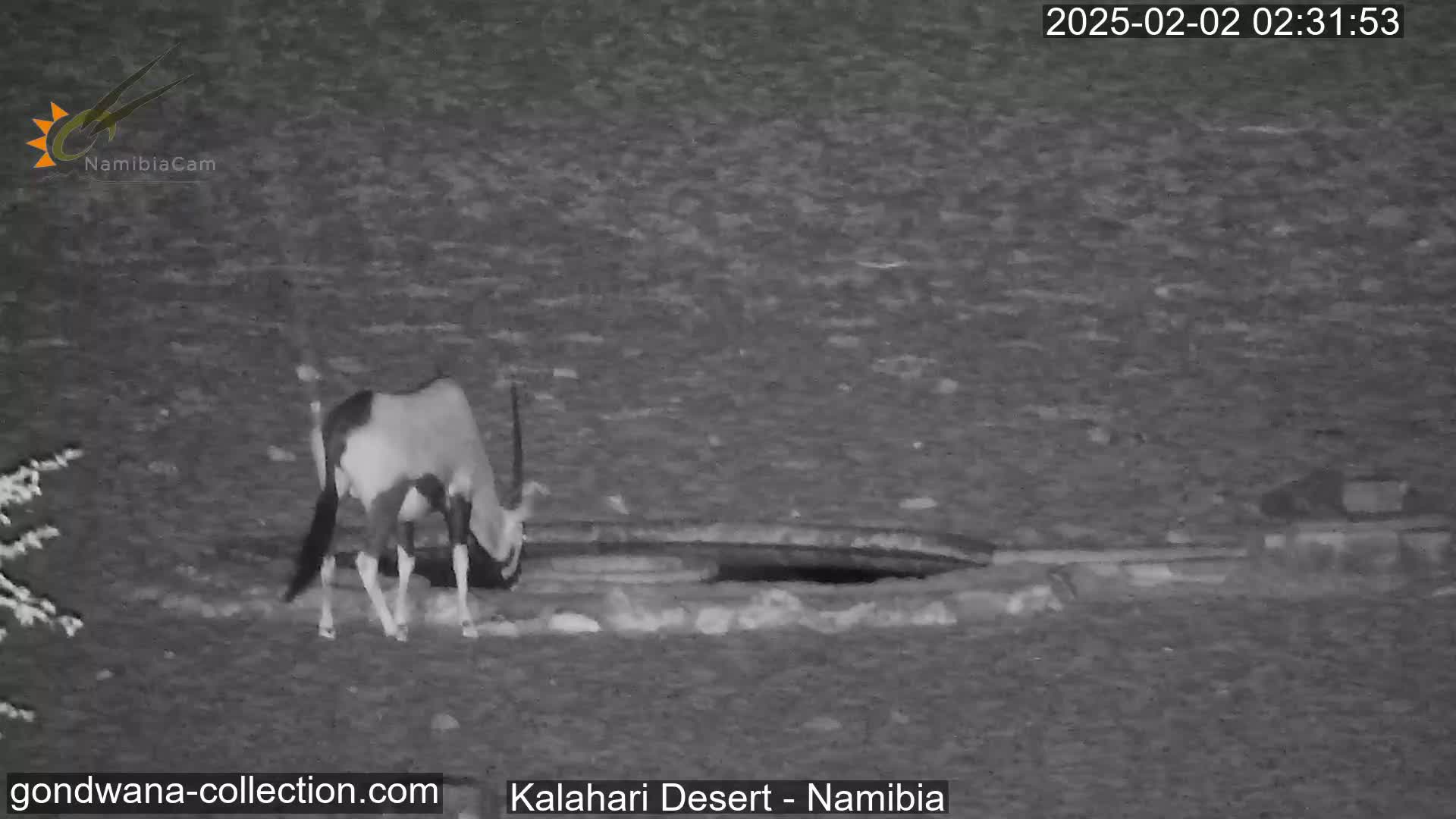 An oryx stands near a hole in the ground at night in a desert.