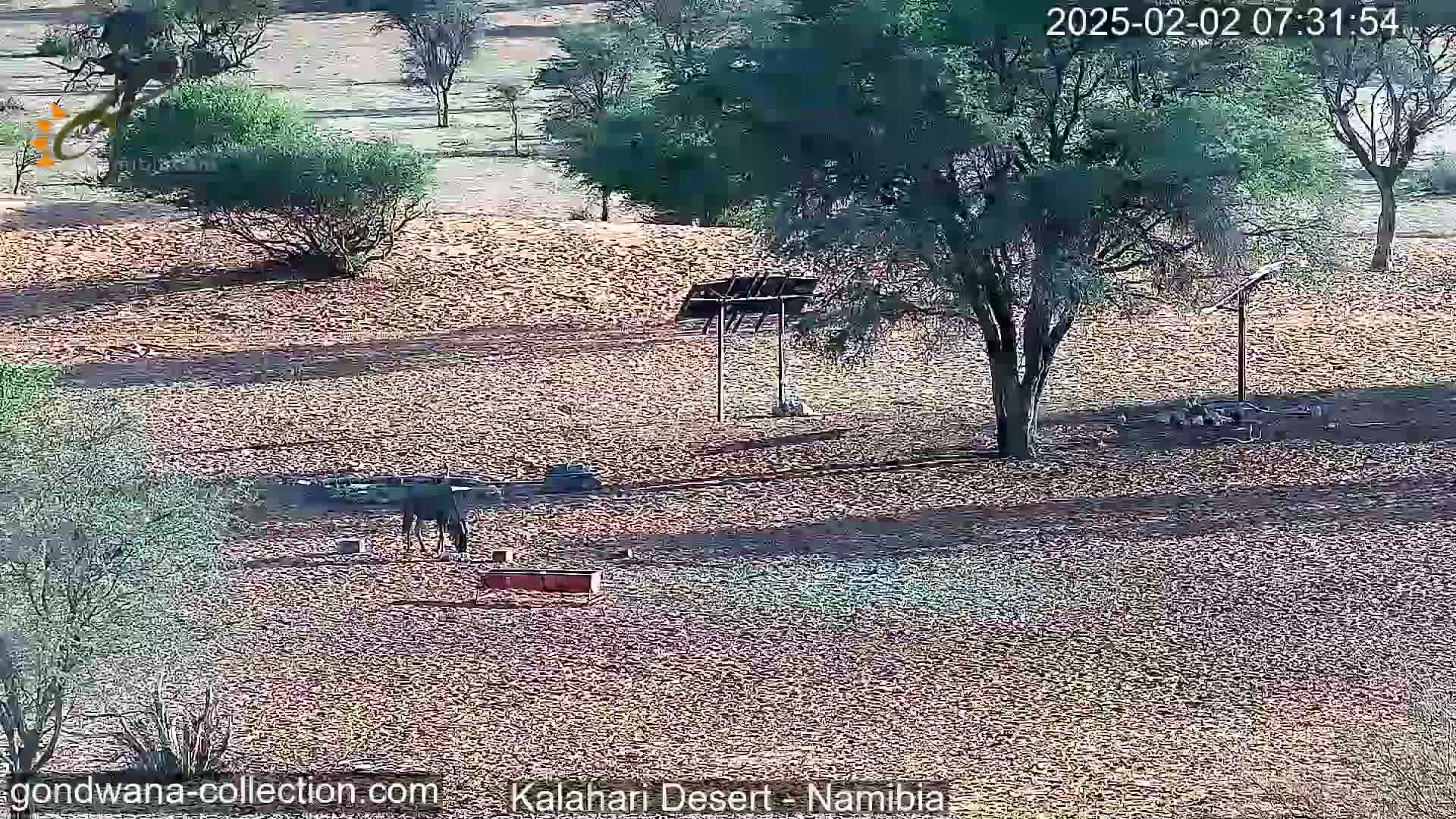 A dark-colored animal stands near a water source and several small structures in a dry, sandy desert landscape under a sunny sky.