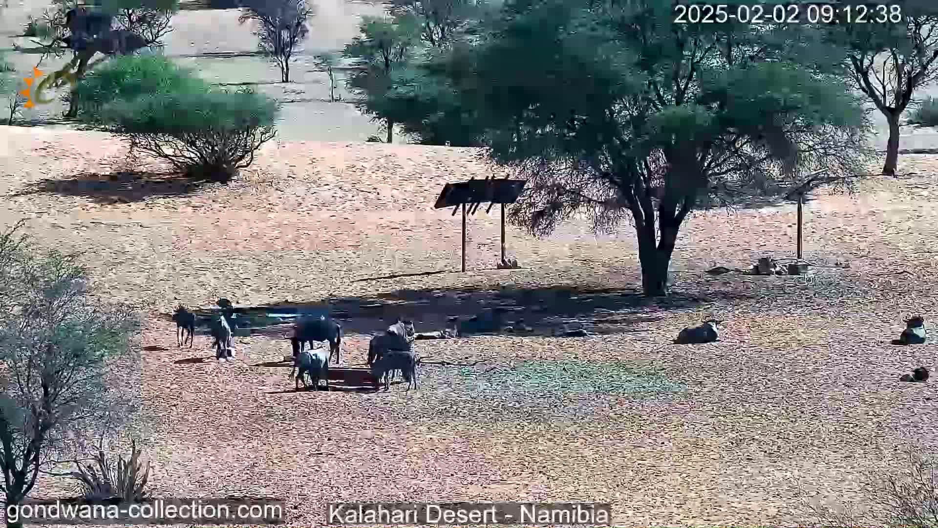 A herd of zebras and wildebeest gather at a watering hole in a dry, sunny desert landscape.
