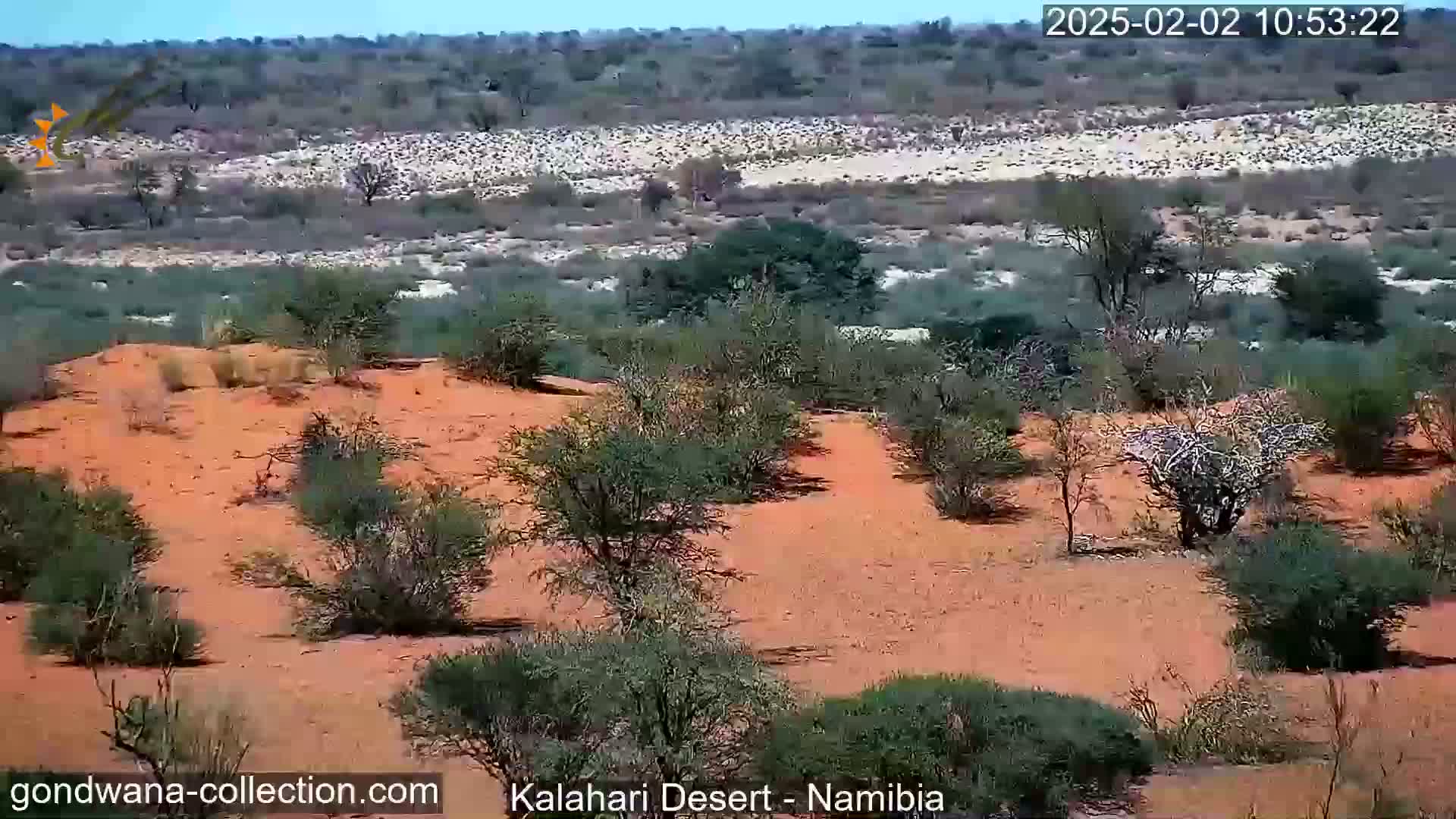 A sunny day in the Kalahari Desert shows sparse, low-lying vegetation on reddish sand dunes.