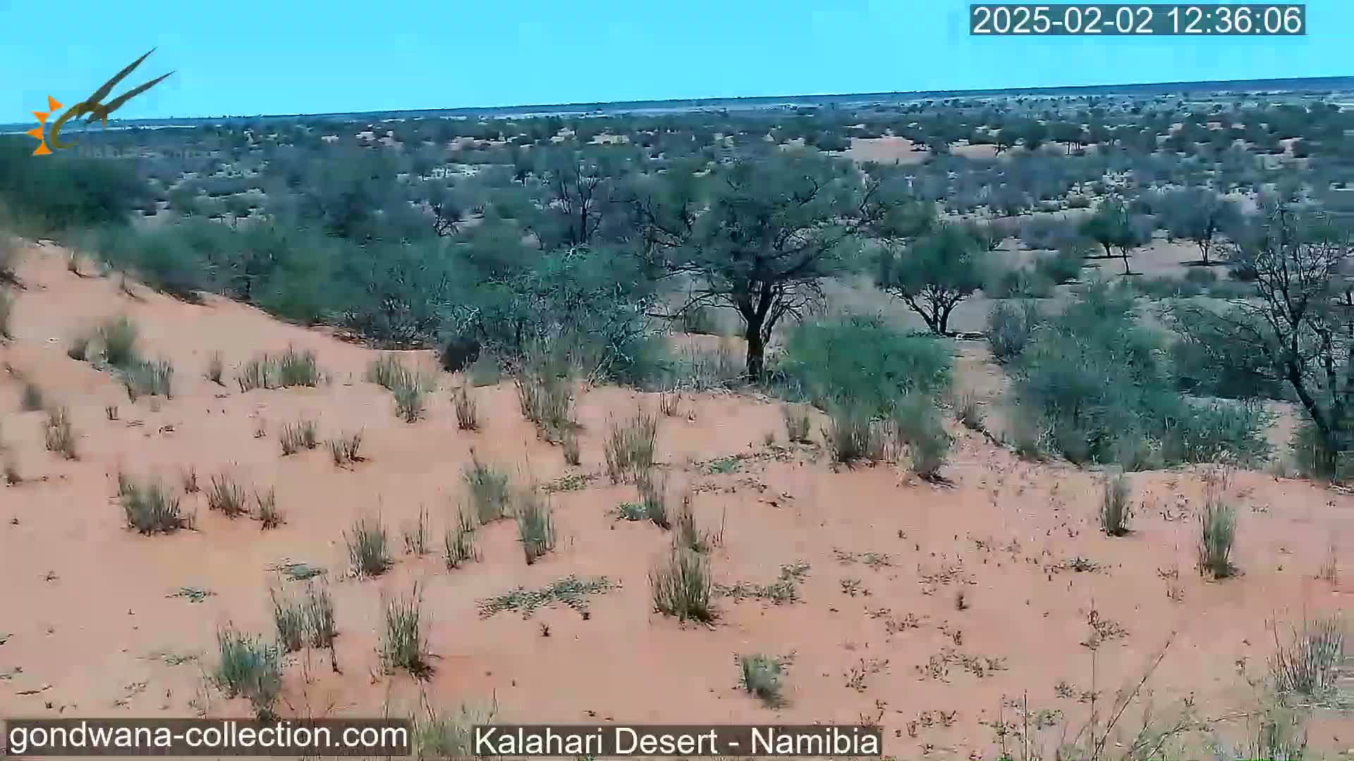 A sandy, sparsely vegetated landscape under a clear blue sky stretches to the horizon, showing scattered shrubs and trees.