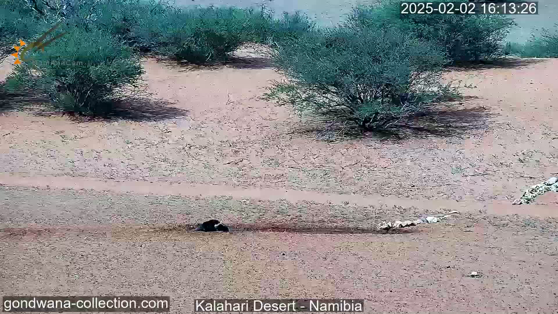A dark-colored animal is near a shallow depression in a sandy desert landscape with sparse, low-lying shrubs under a seemingly overcast sky.