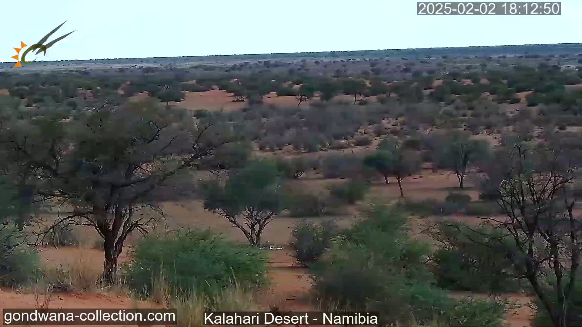 A wide, arid landscape under a clear sky features scattered, low-lying vegetation and sandy soil.