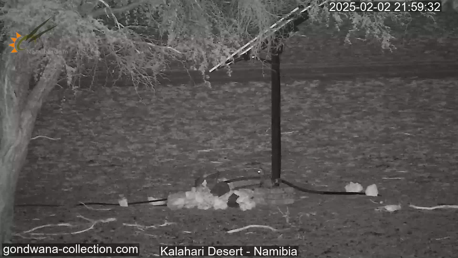 A nighttime infrared image shows a group of animals gathered around a solar panel in a desert setting.
