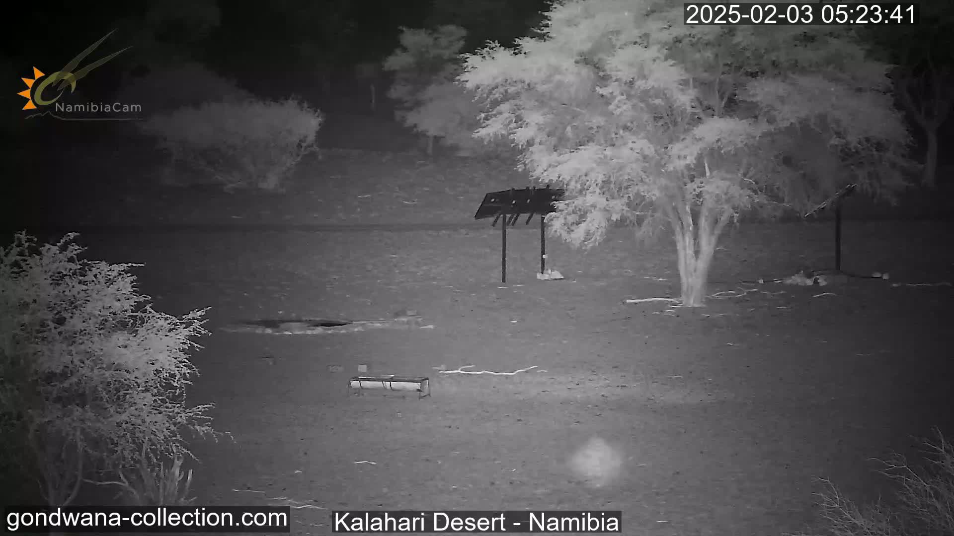 A nighttime, infrared image shows a sparsely vegetated desert landscape with a few shrubs and trees, a metal structure, and what appears to be a trough or feeder on the ground.