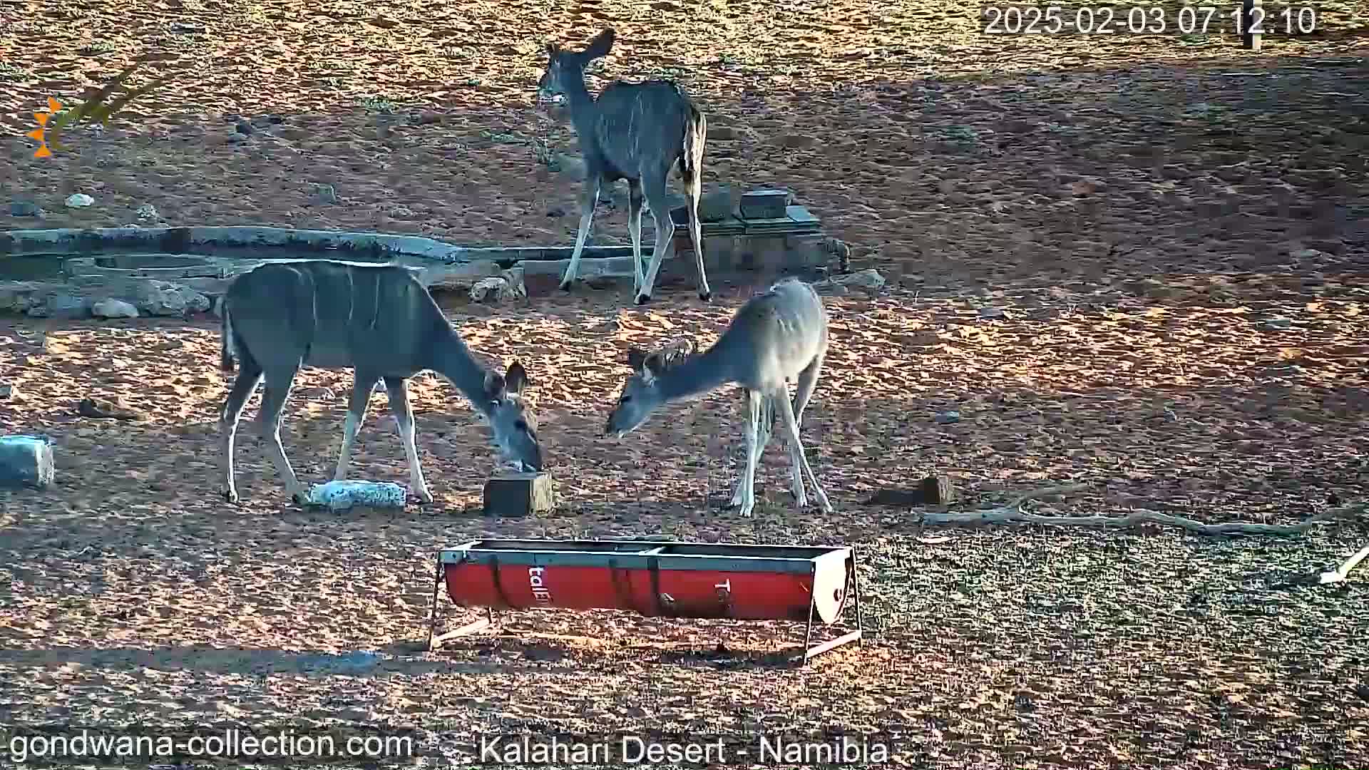 Three kudu antelope feed from a trough in a dry, dusty, sunny outdoor setting.