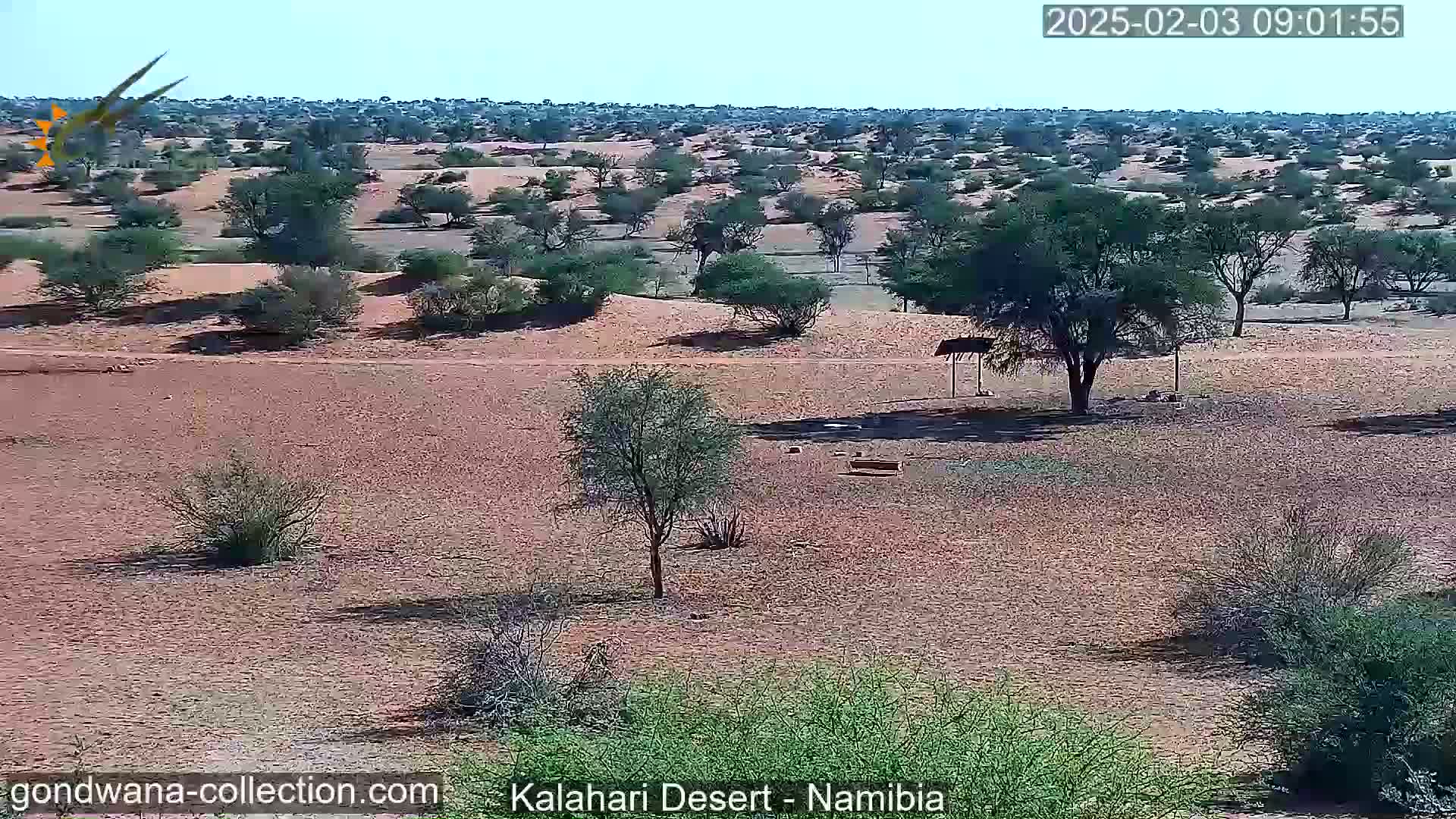 A vast, arid landscape under a clear sky features scattered shrubs and trees on reddish-brown sand, with a small shaded structure visible in the mid-ground.