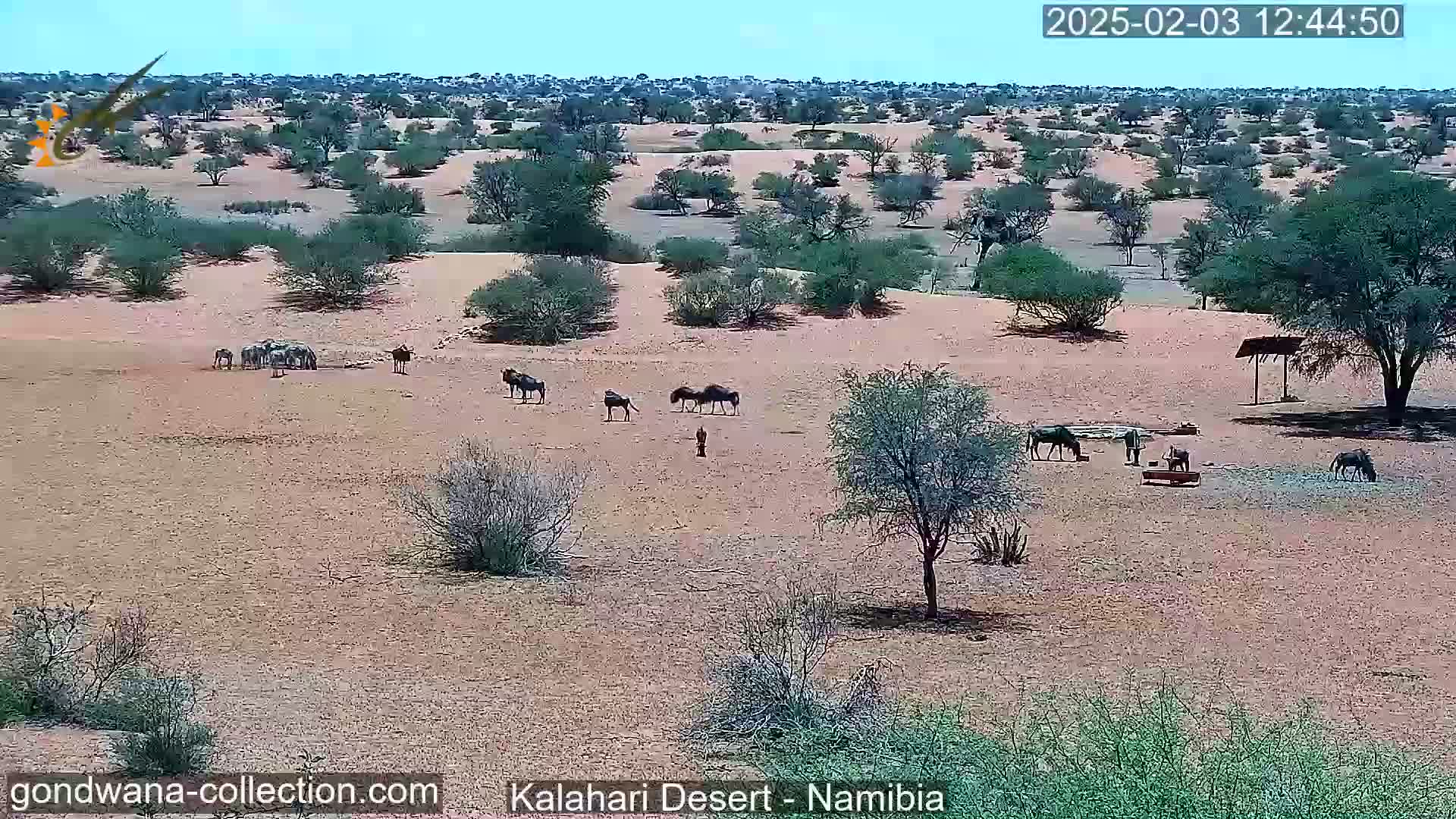 A sunny, arid landscape with scattered shrubs and trees shows several wildebeest and zebras grazing.