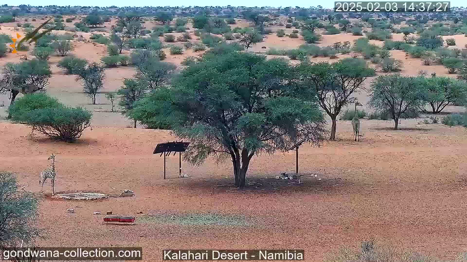 A giraffe stands in a sandy desert landscape dotted with sparse, low-lying trees and shrubs, near a small watering hole and under a large tree.