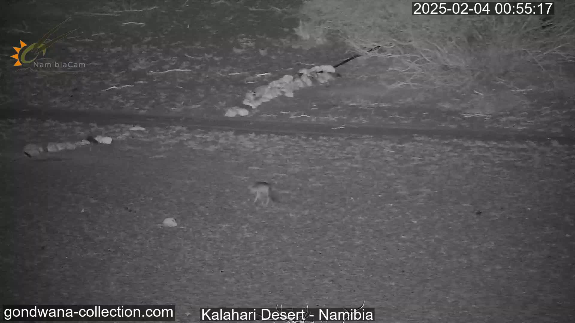 A small animal is visible in a dark, desert landscape at night.