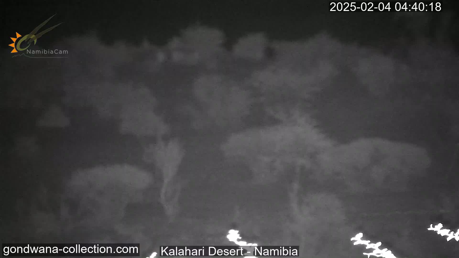 A nighttime, low-light image shows a blurry view of dark vegetation in the Kalahari Desert.