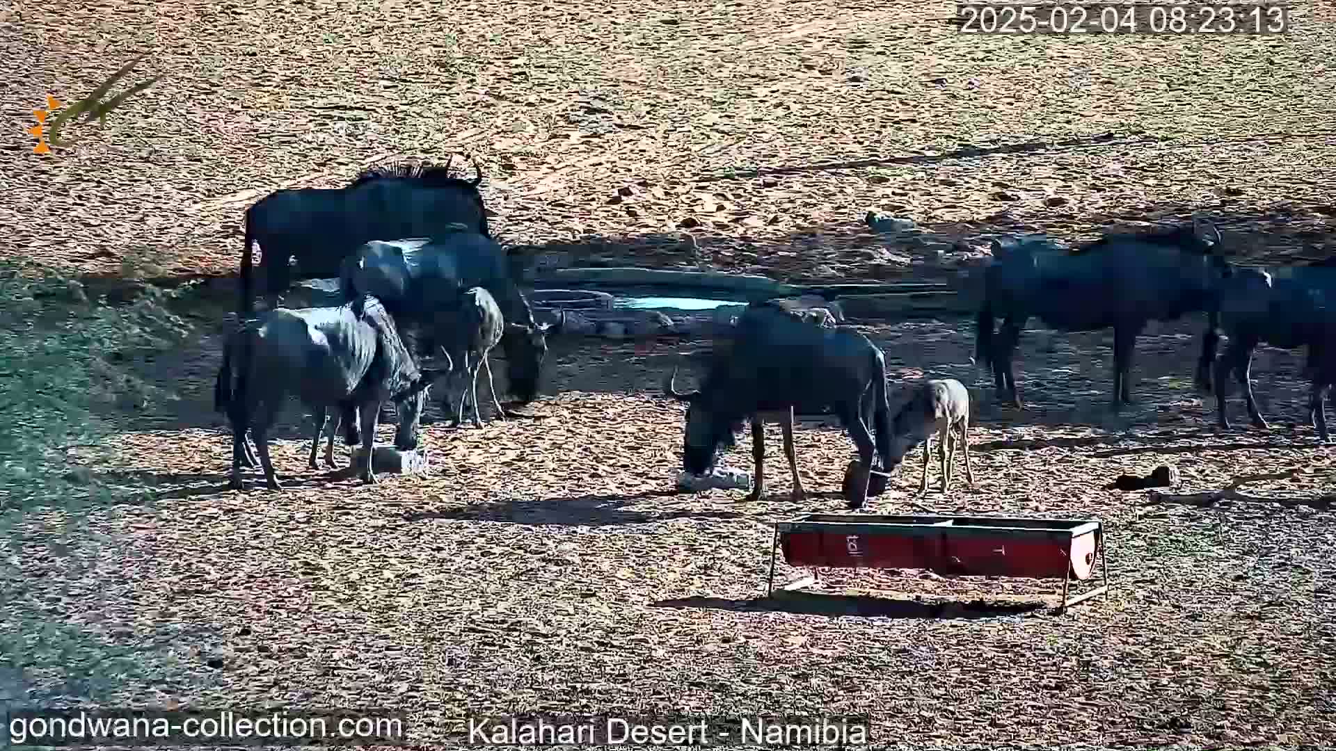 A herd of wildebeest are drinking from a small pool of water and eating from a trough in a dry, sunny desert landscape.