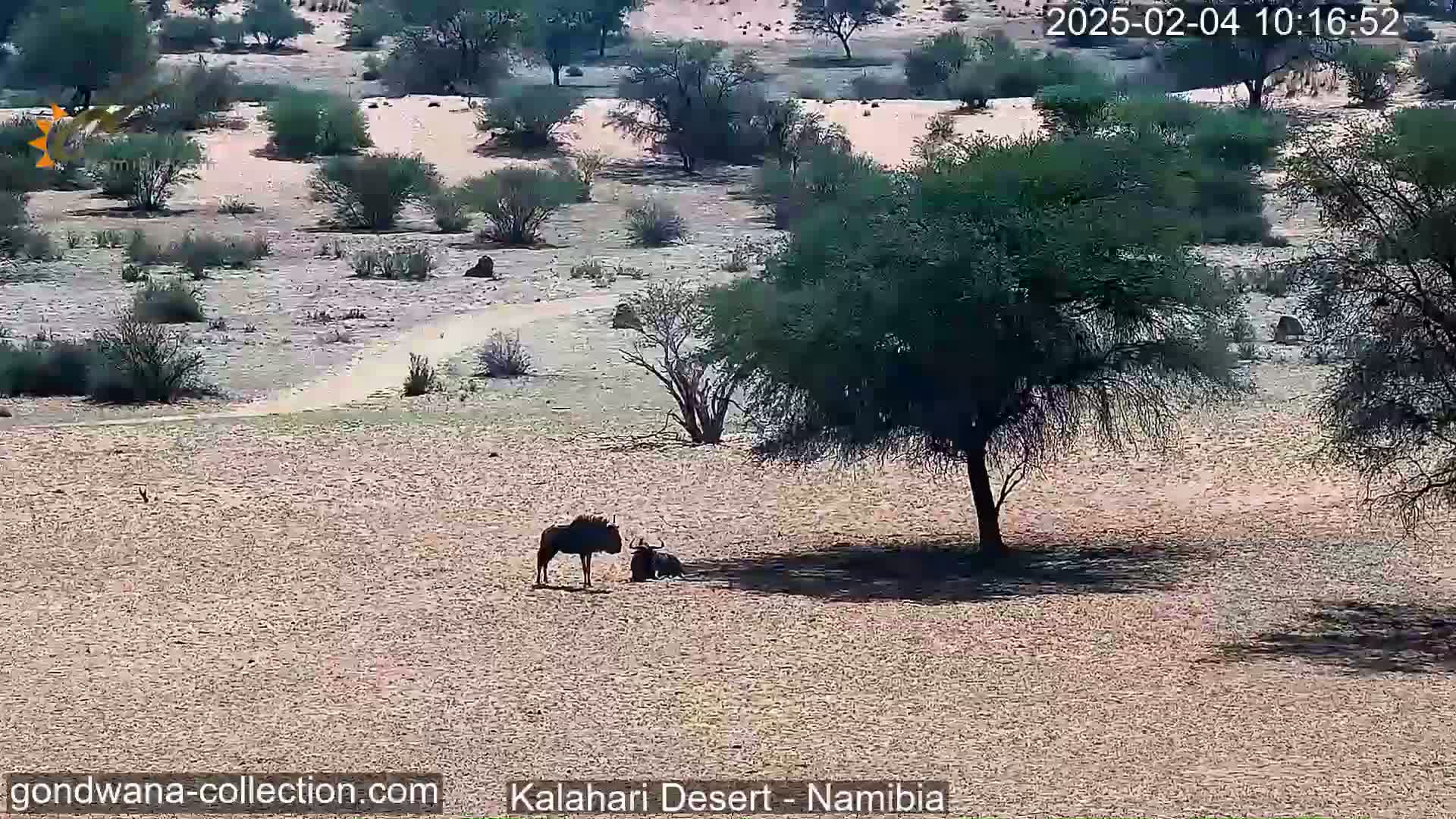 Two wildebeest stand in a sandy desert landscape under a sunny sky, near some sparse, low-lying vegetation and a larger tree.